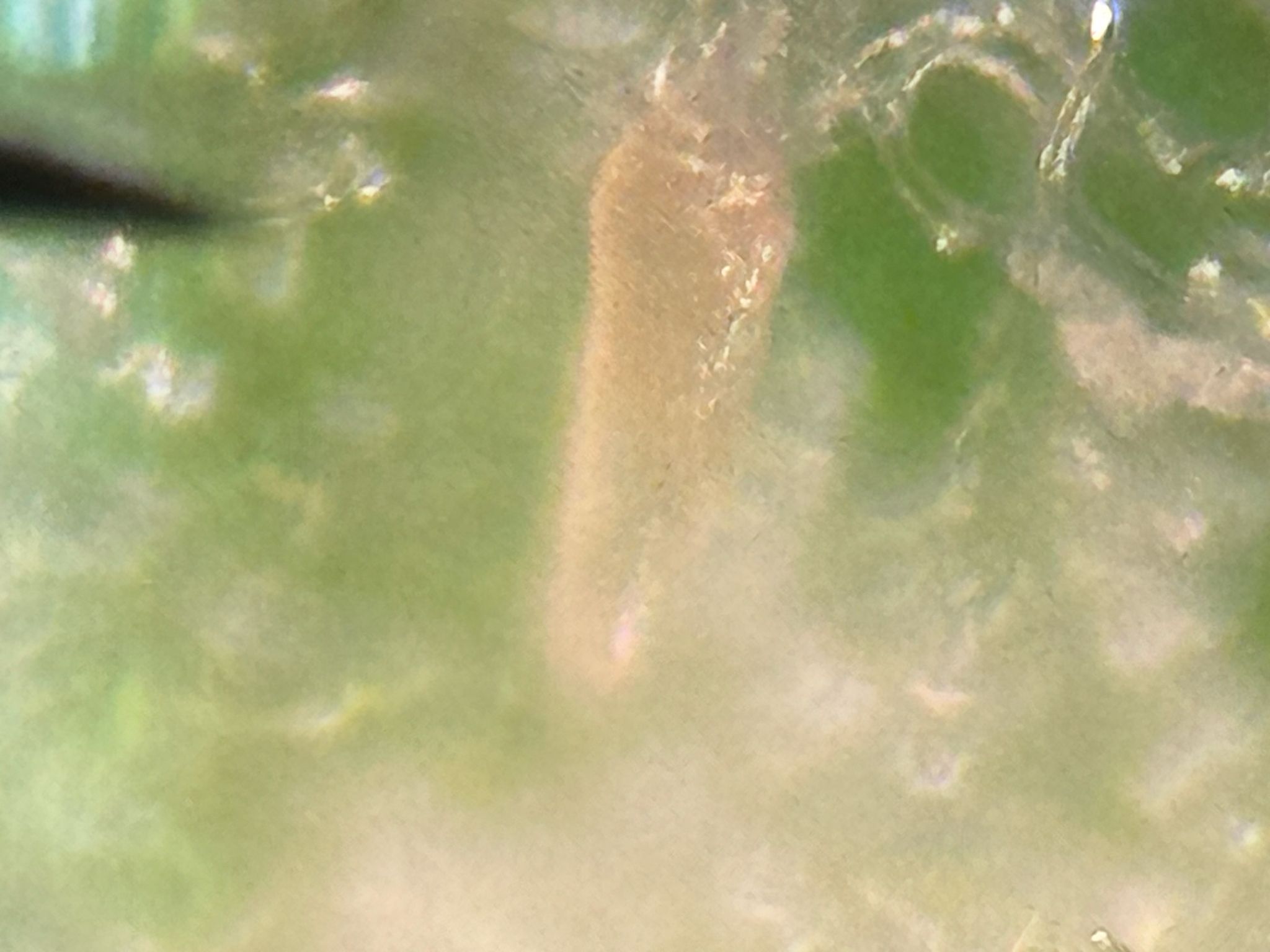 Phyllocoptes gracilis