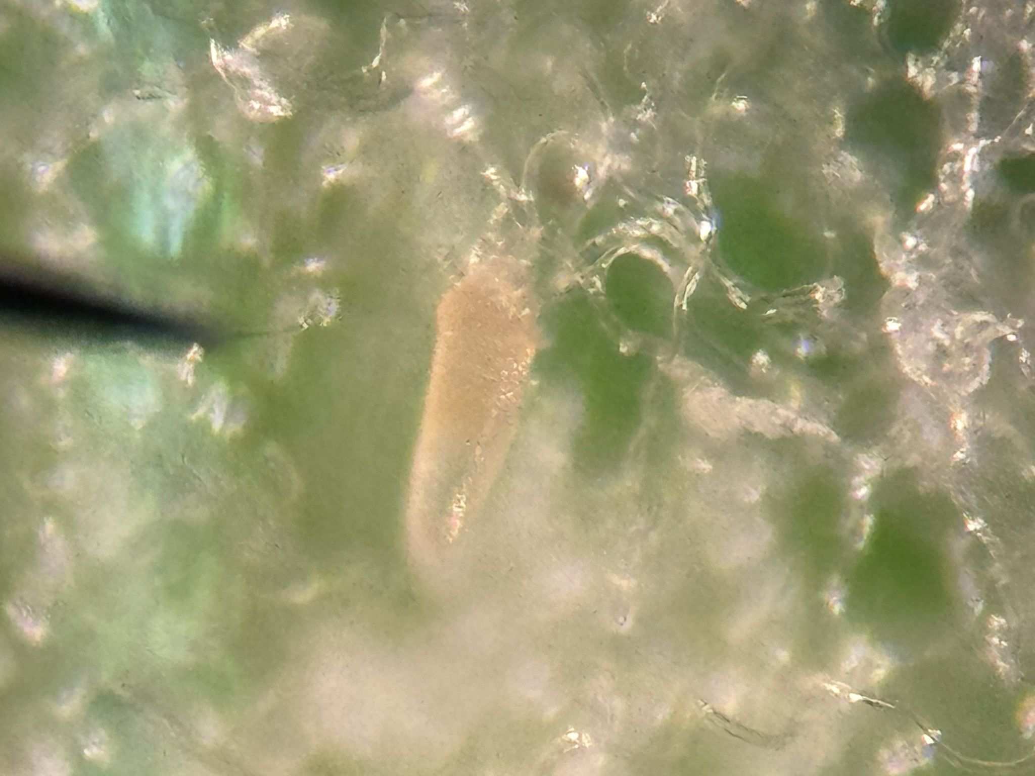 Phyllocoptes gracilis