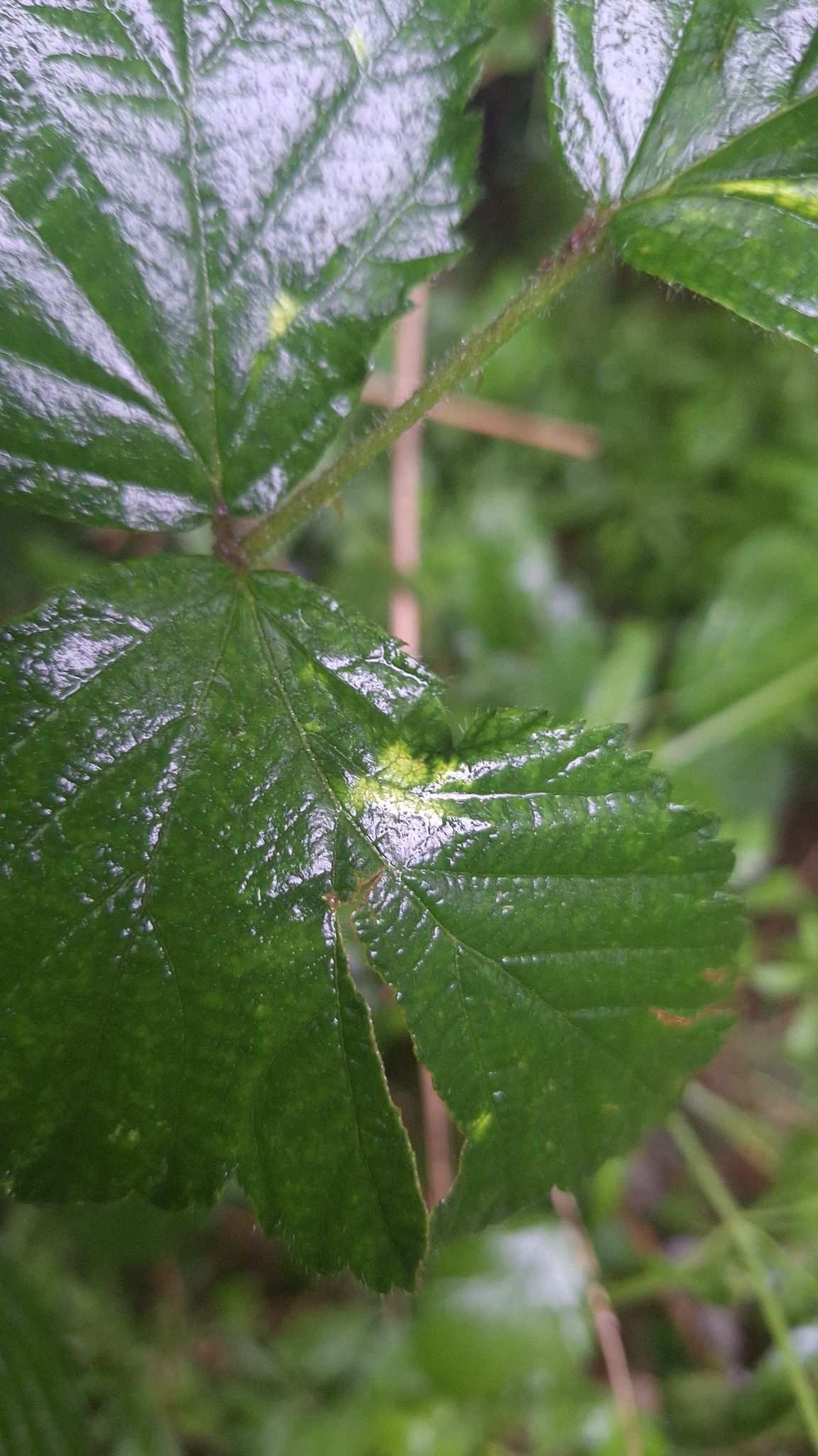 Phyllocoptes gracilis