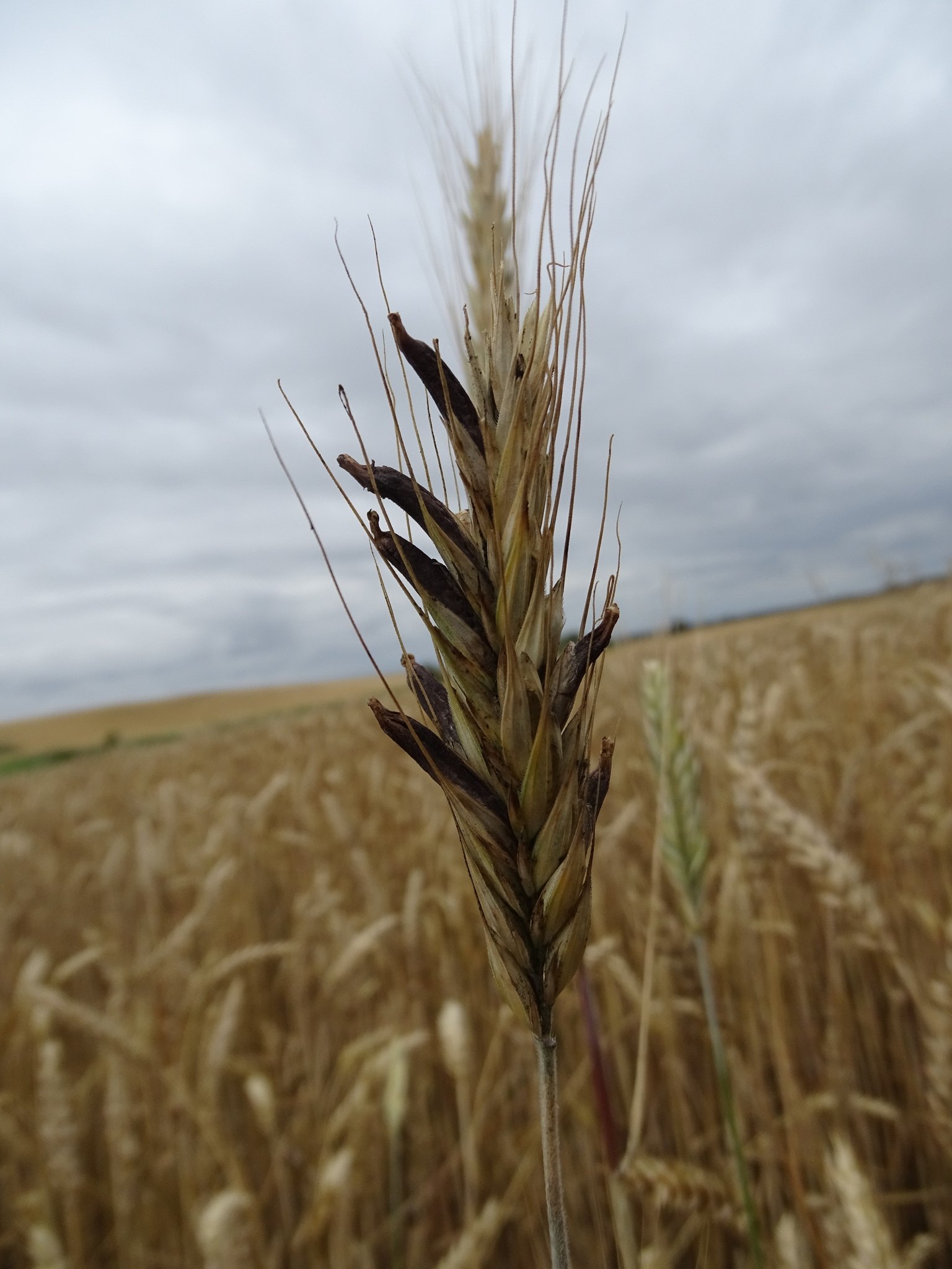 Claviceps purpurea