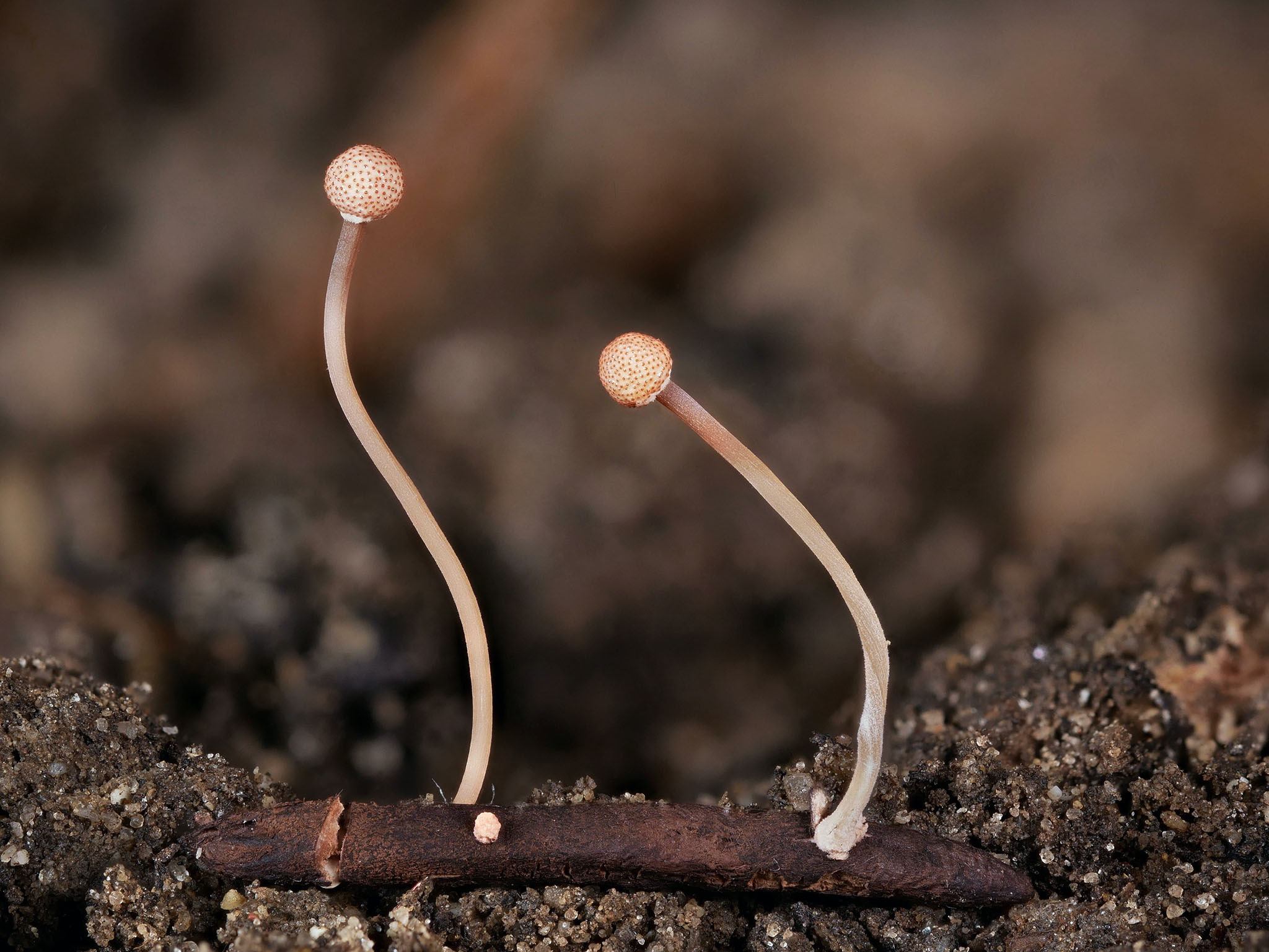 Claviceps purpurea