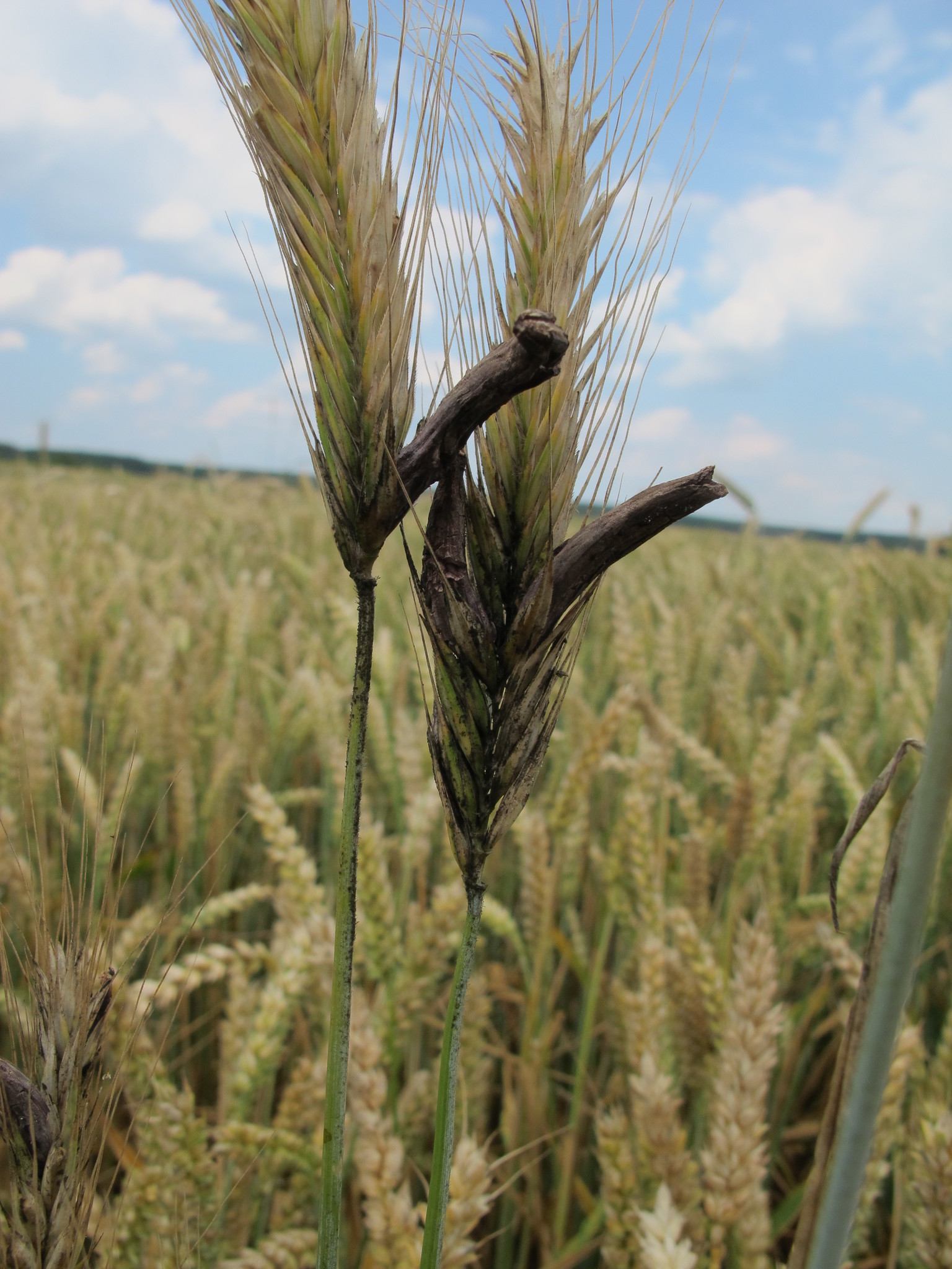 Claviceps purpurea