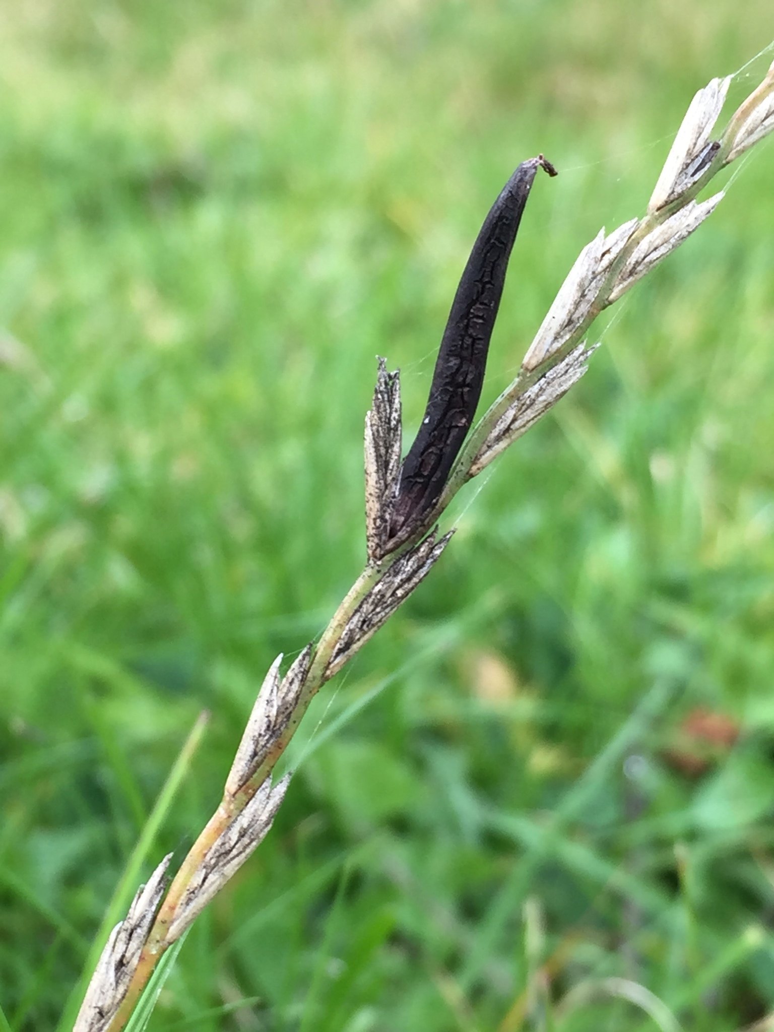 Claviceps purpurea