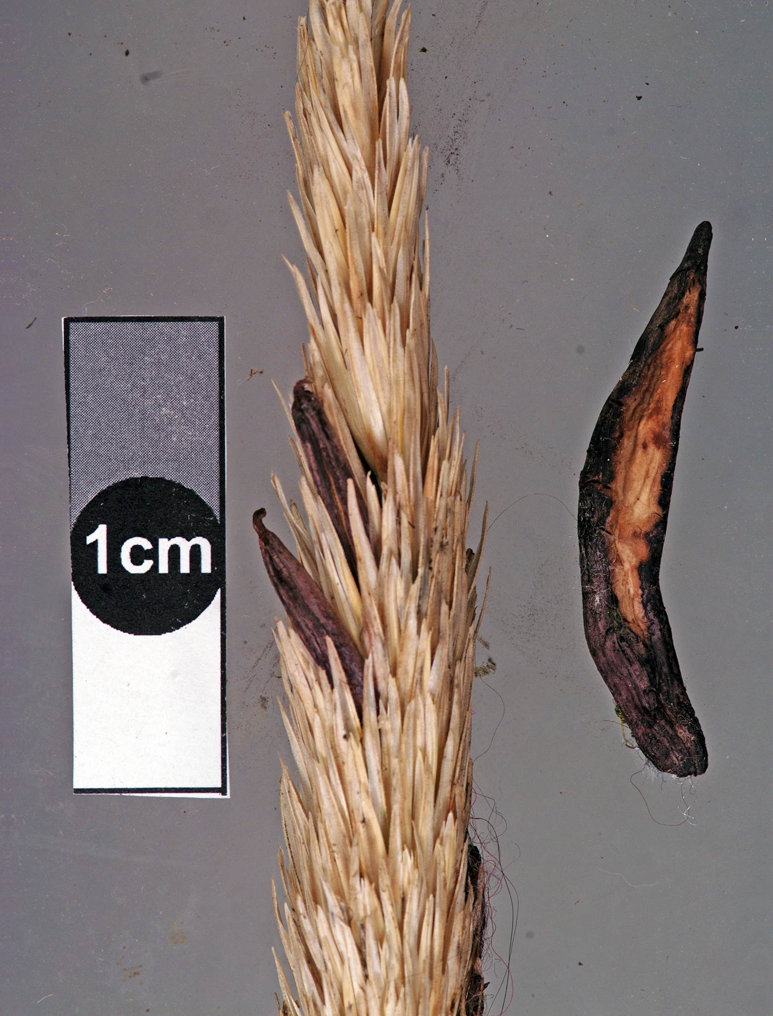 Claviceps purpurea