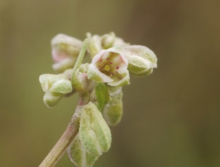Fallopia convolvulus