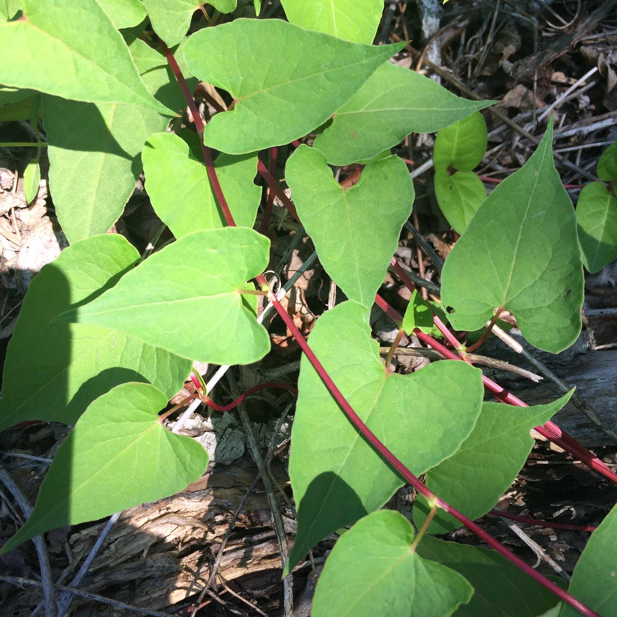 Fallopia convolvulus