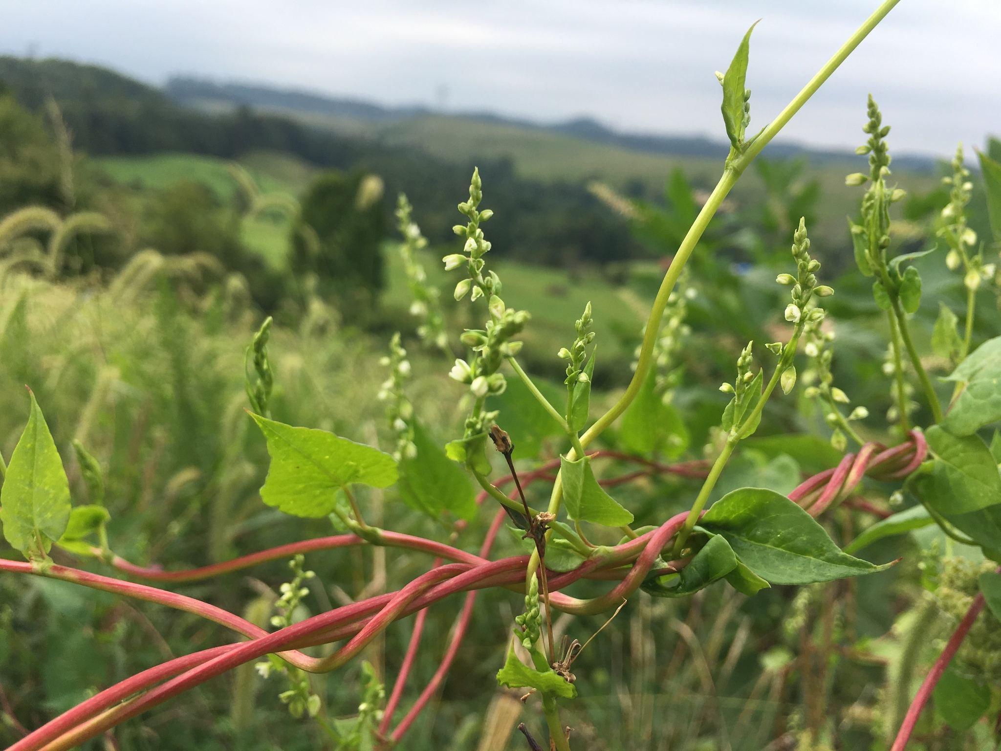 Fallopia convolvulus