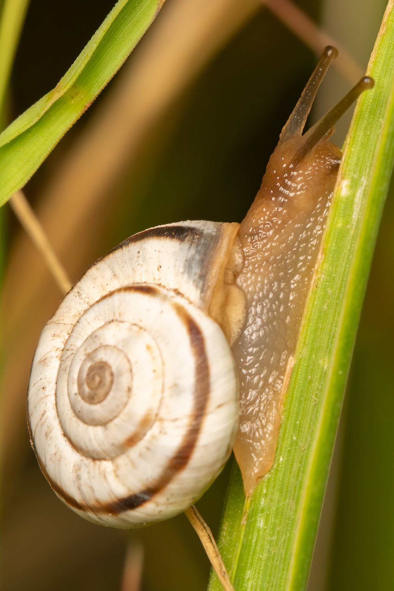 Xerolenta