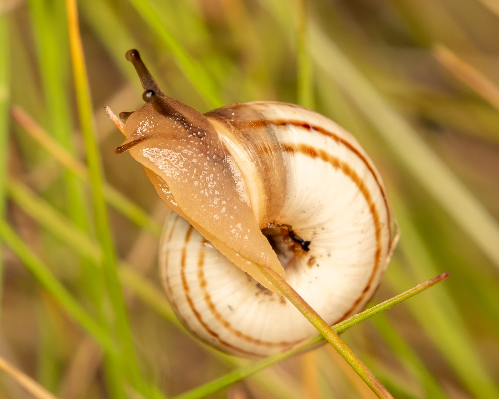 Xerolenta