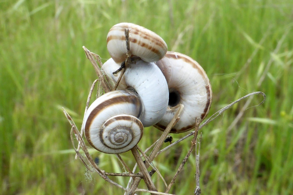 Xerolenta
