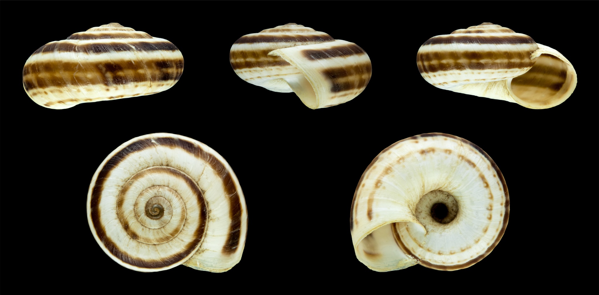 Xerolenta