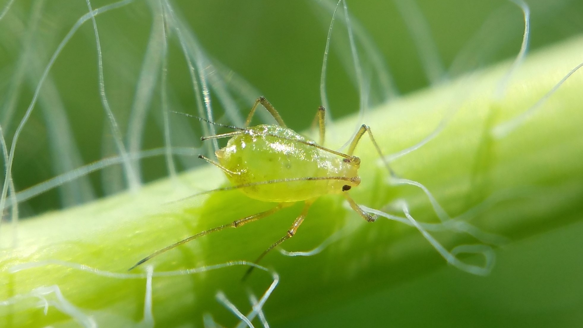 Aulacorthum solani