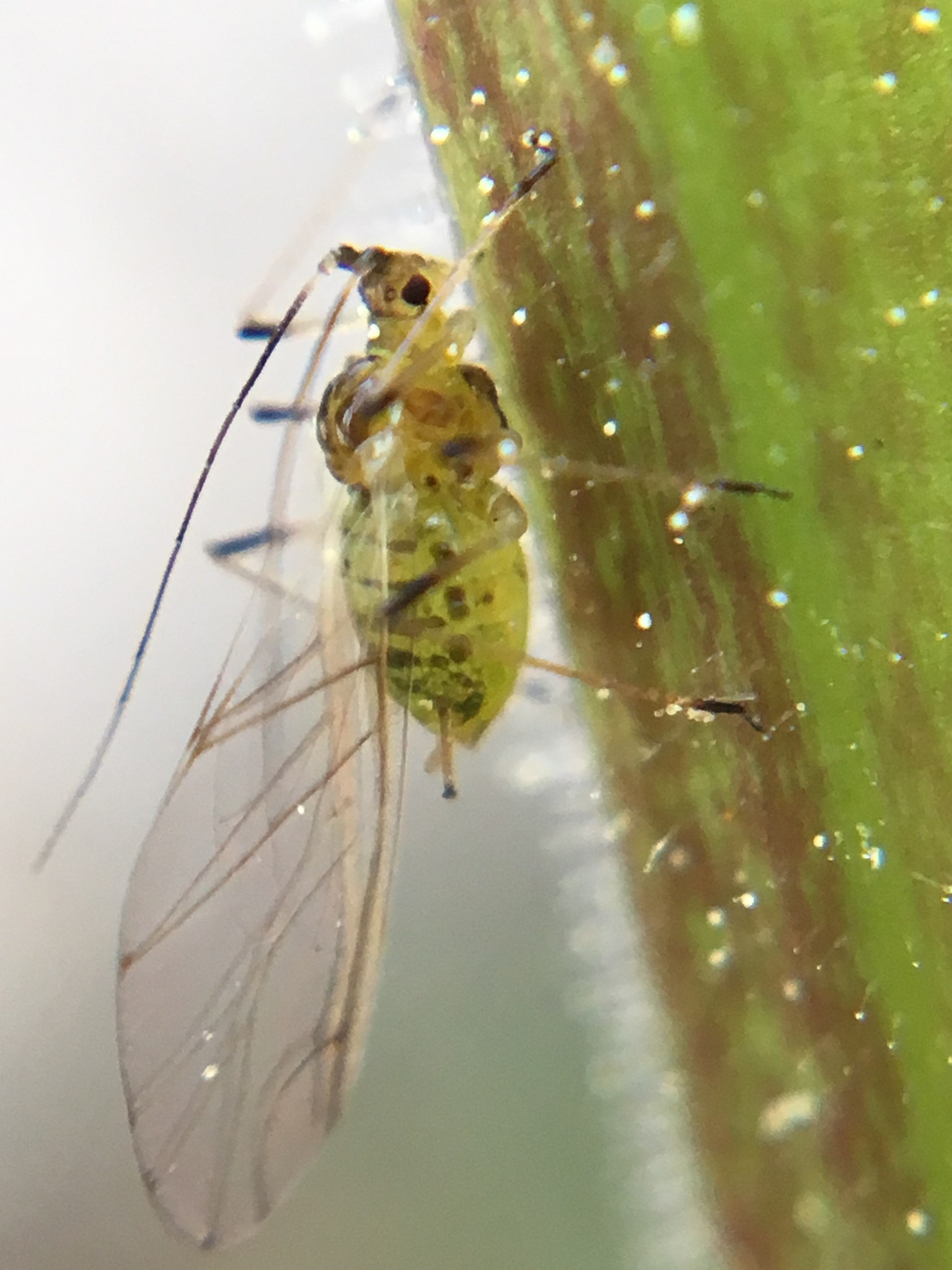 Aulacorthum solani