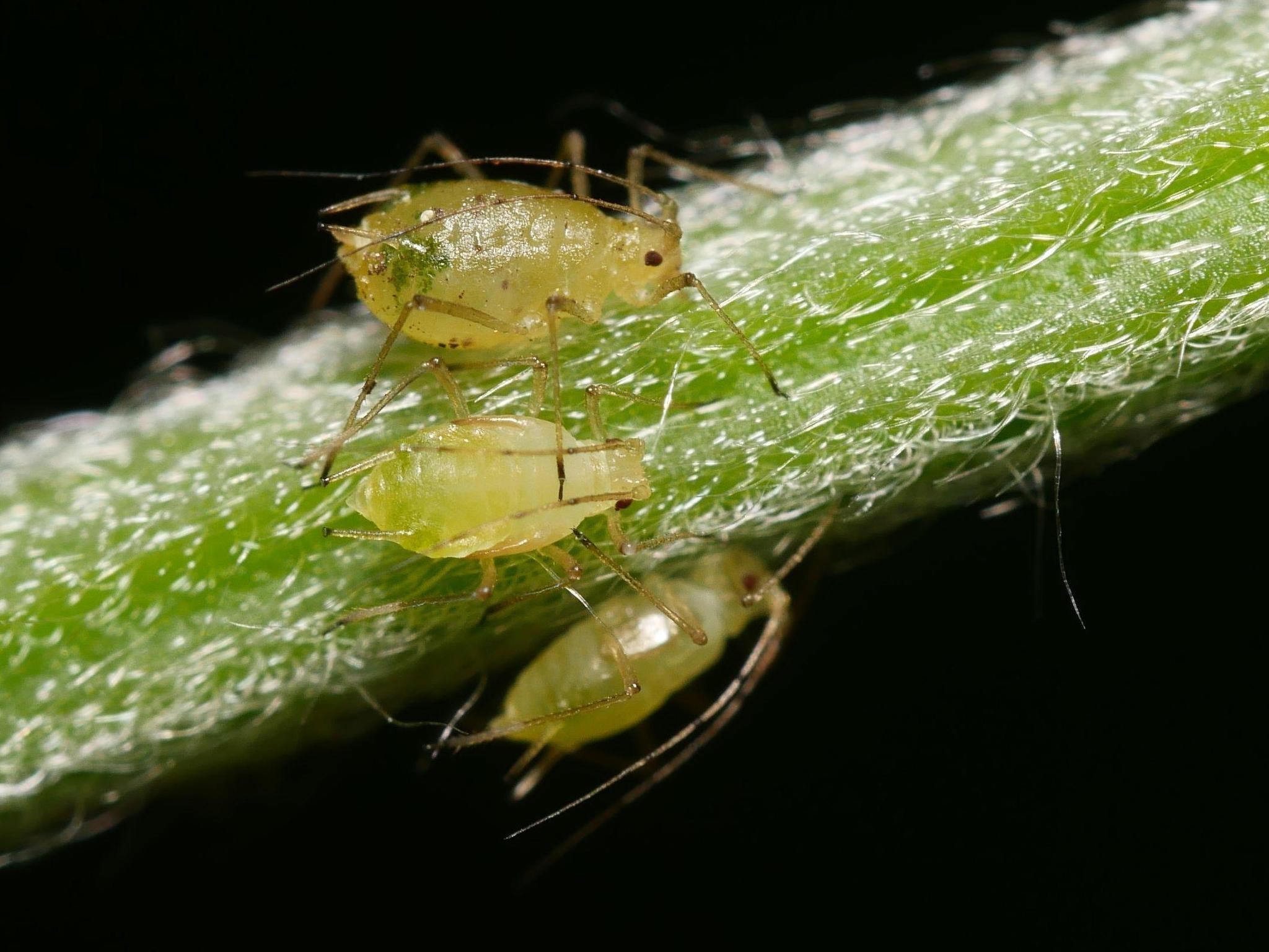 Aulacorthum solani
