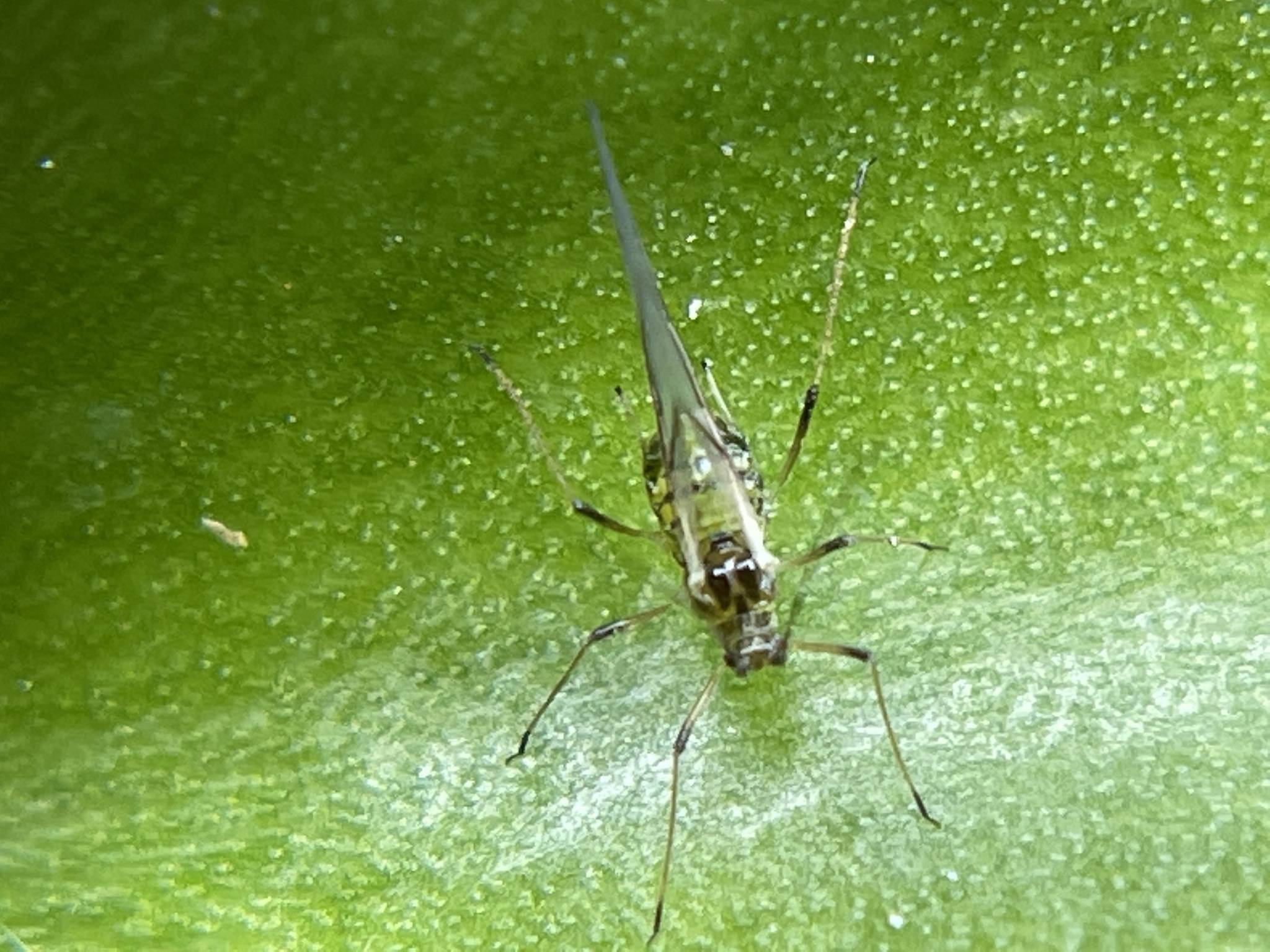 Aulacorthum solani