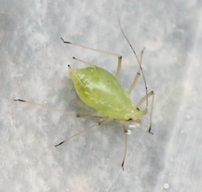 Aulacorthum solani