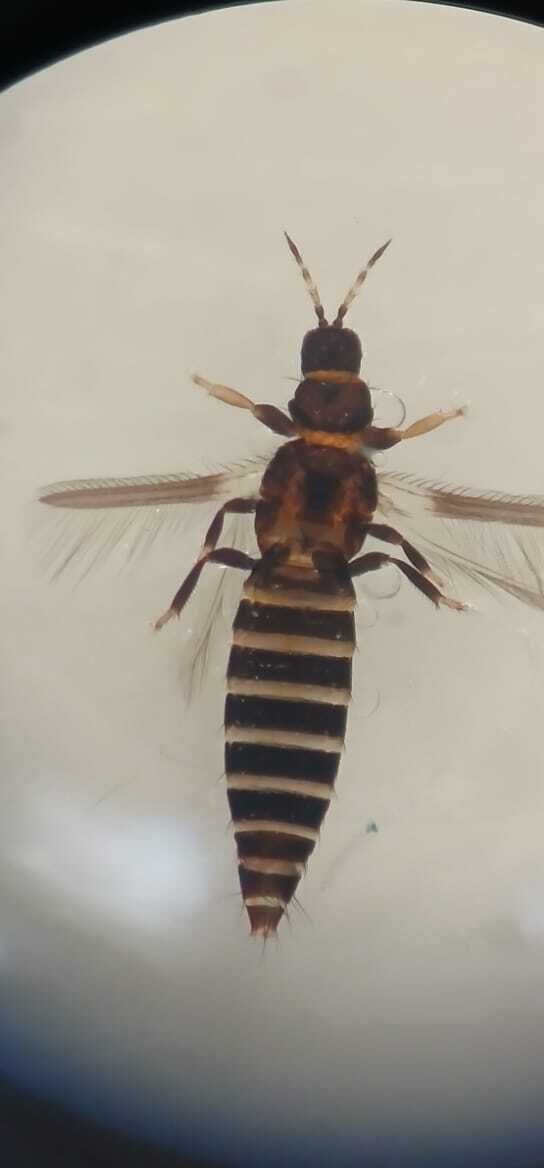 Frankliniella insularis