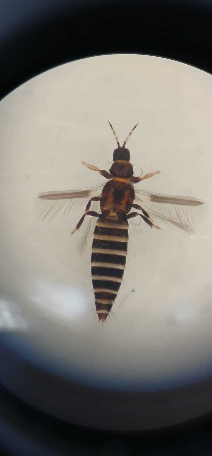 Frankliniella insularis