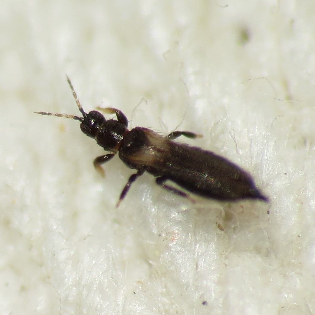 Frankliniella insularis