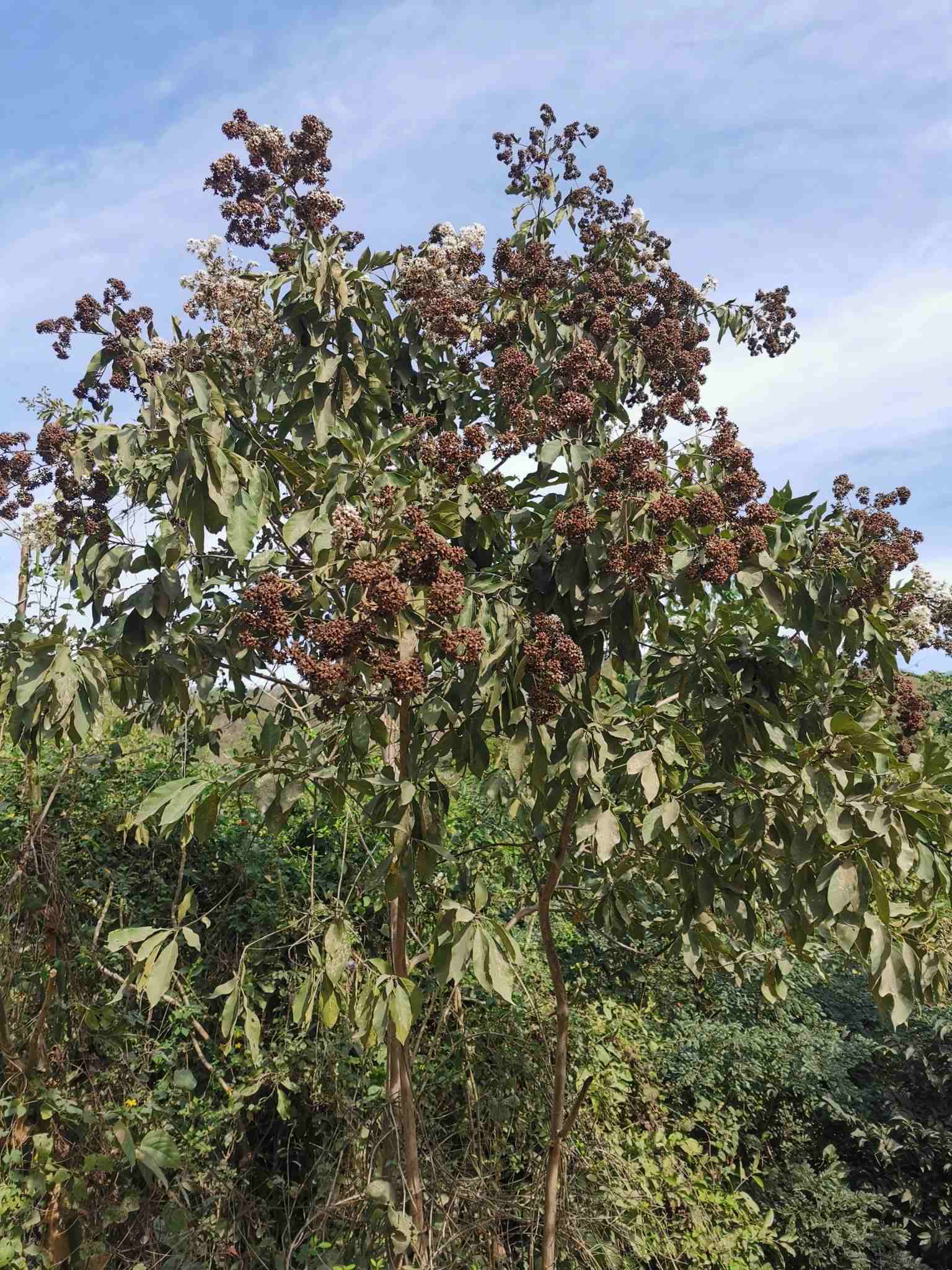 Cordia alliodora