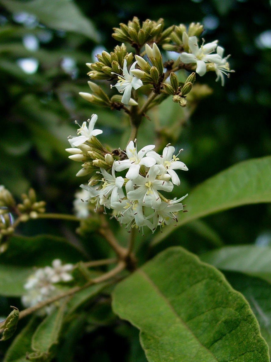 Cordia alliodora