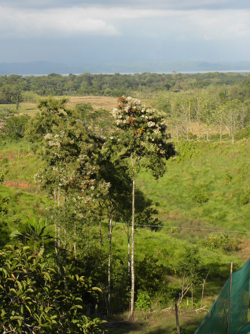 Cordia alliodora