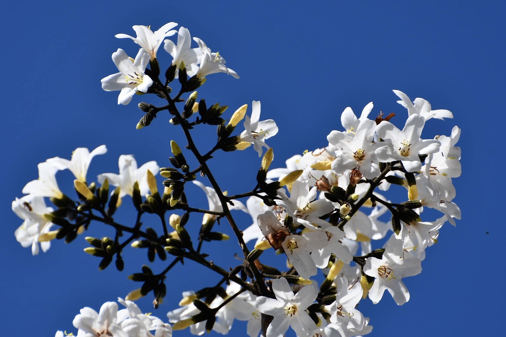Cordia alliodora