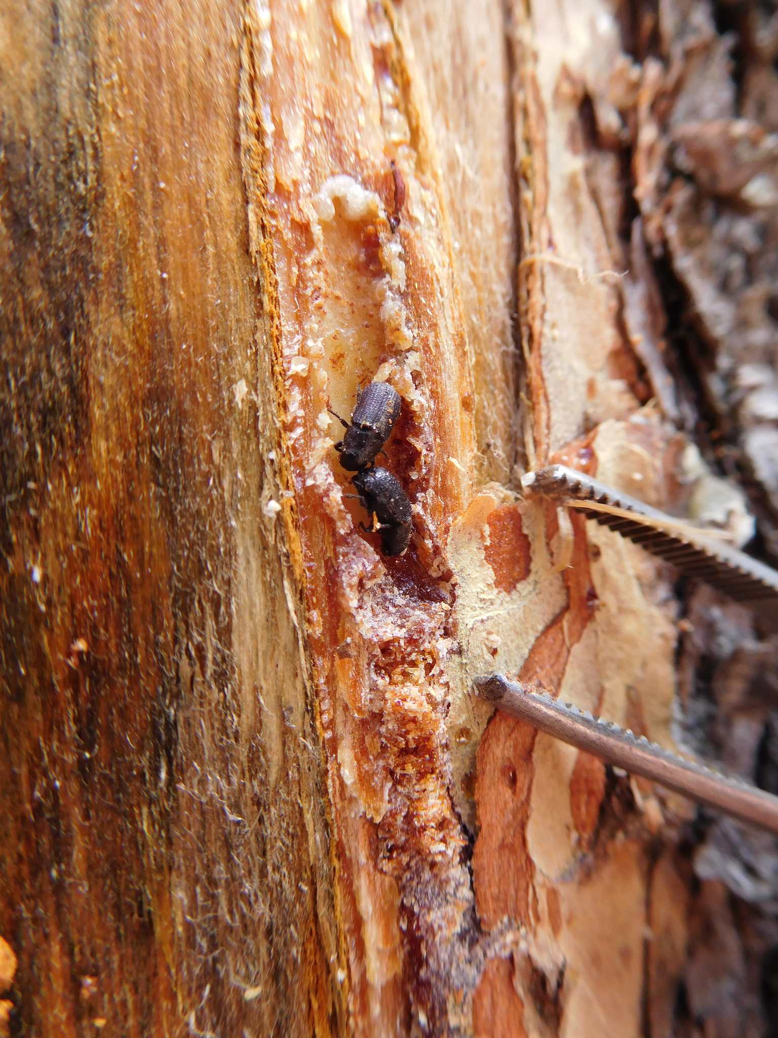 Dendroctonus ponderosae