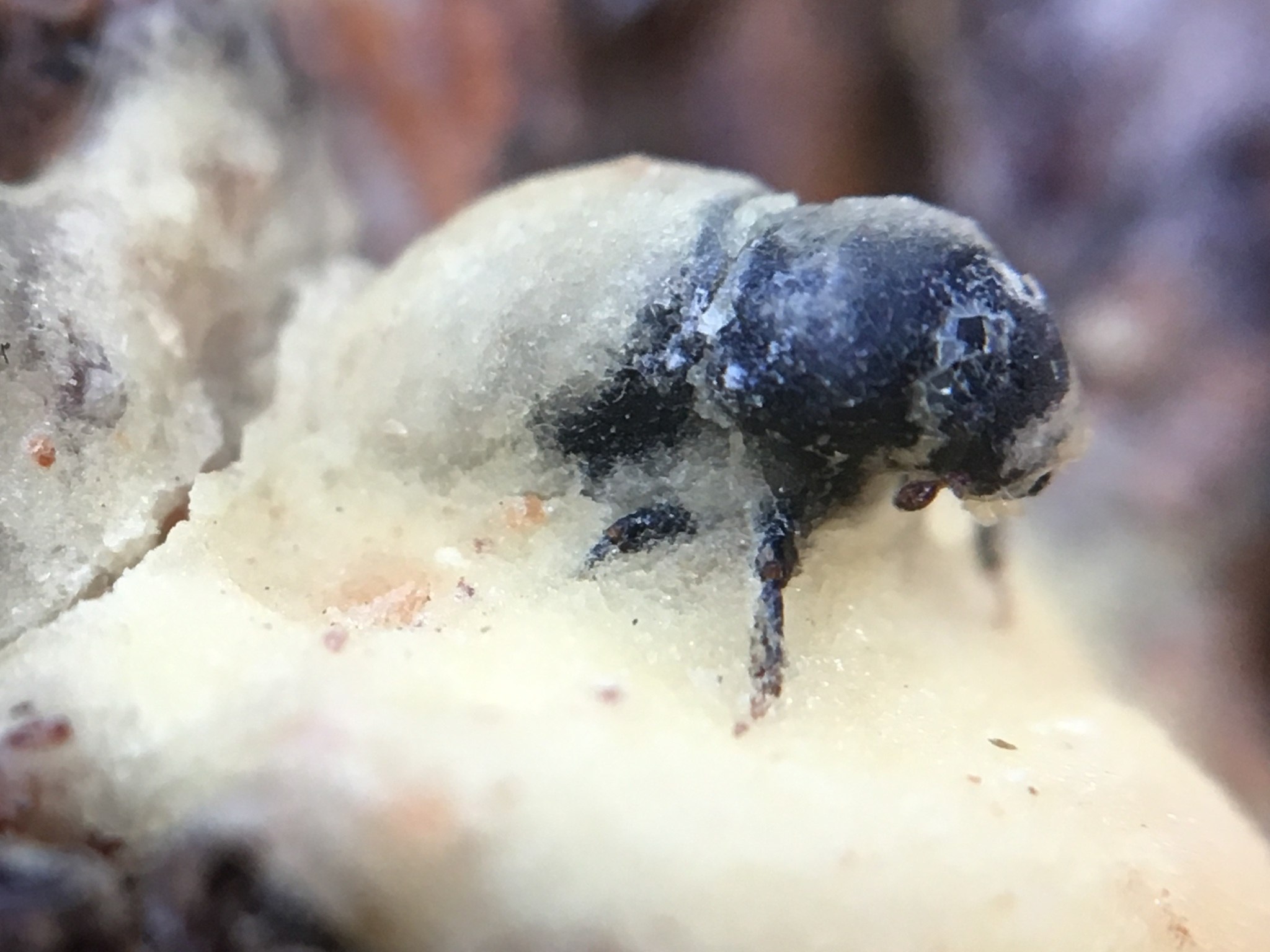 Dendroctonus ponderosae