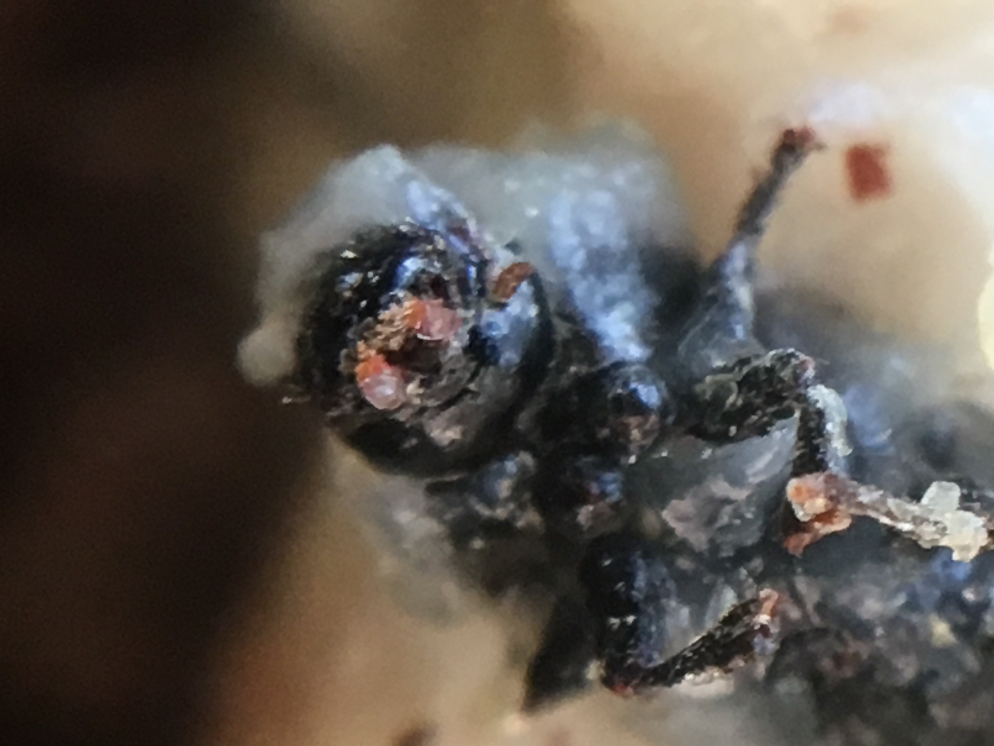 Dendroctonus ponderosae