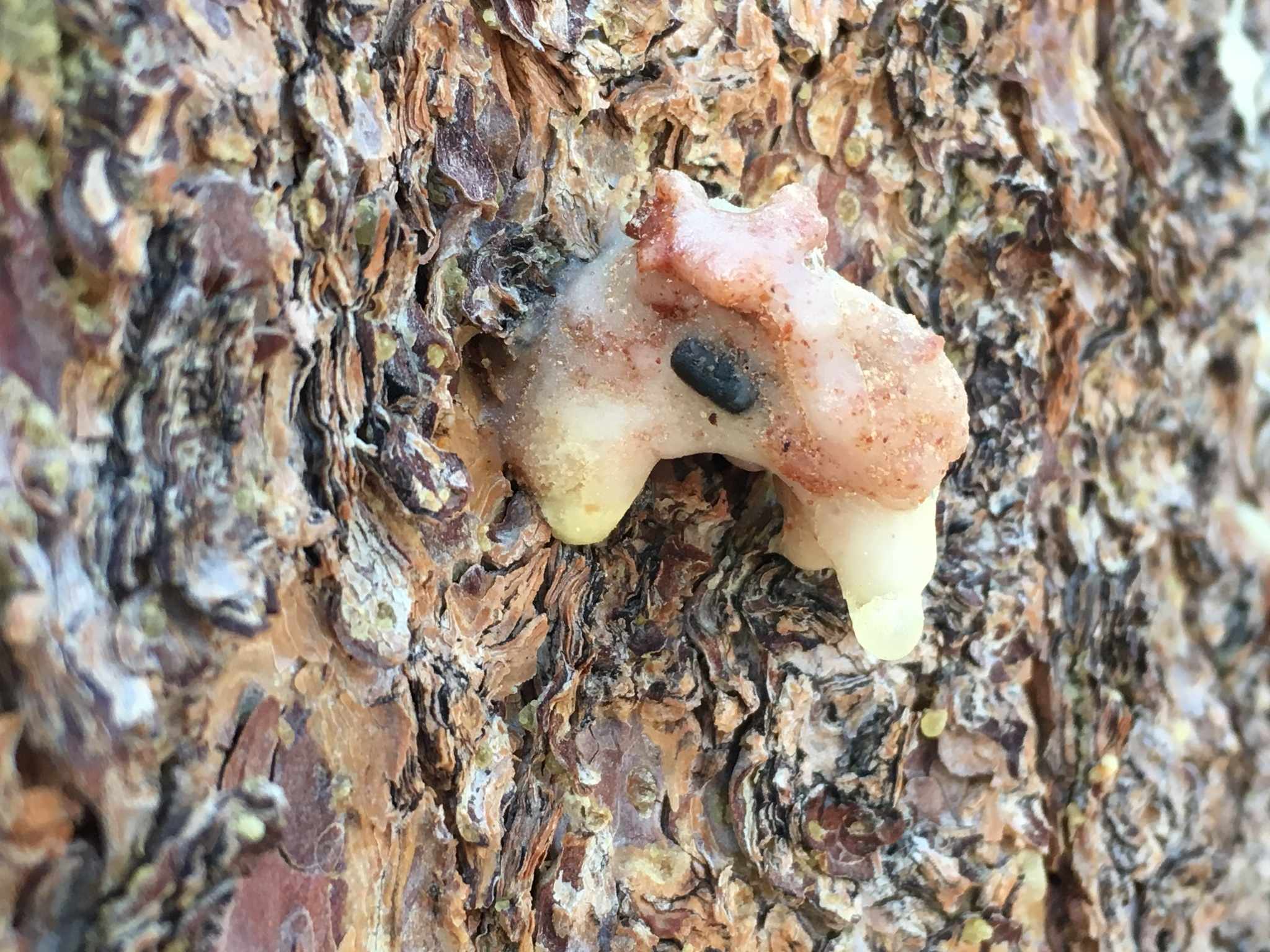 Dendroctonus ponderosae