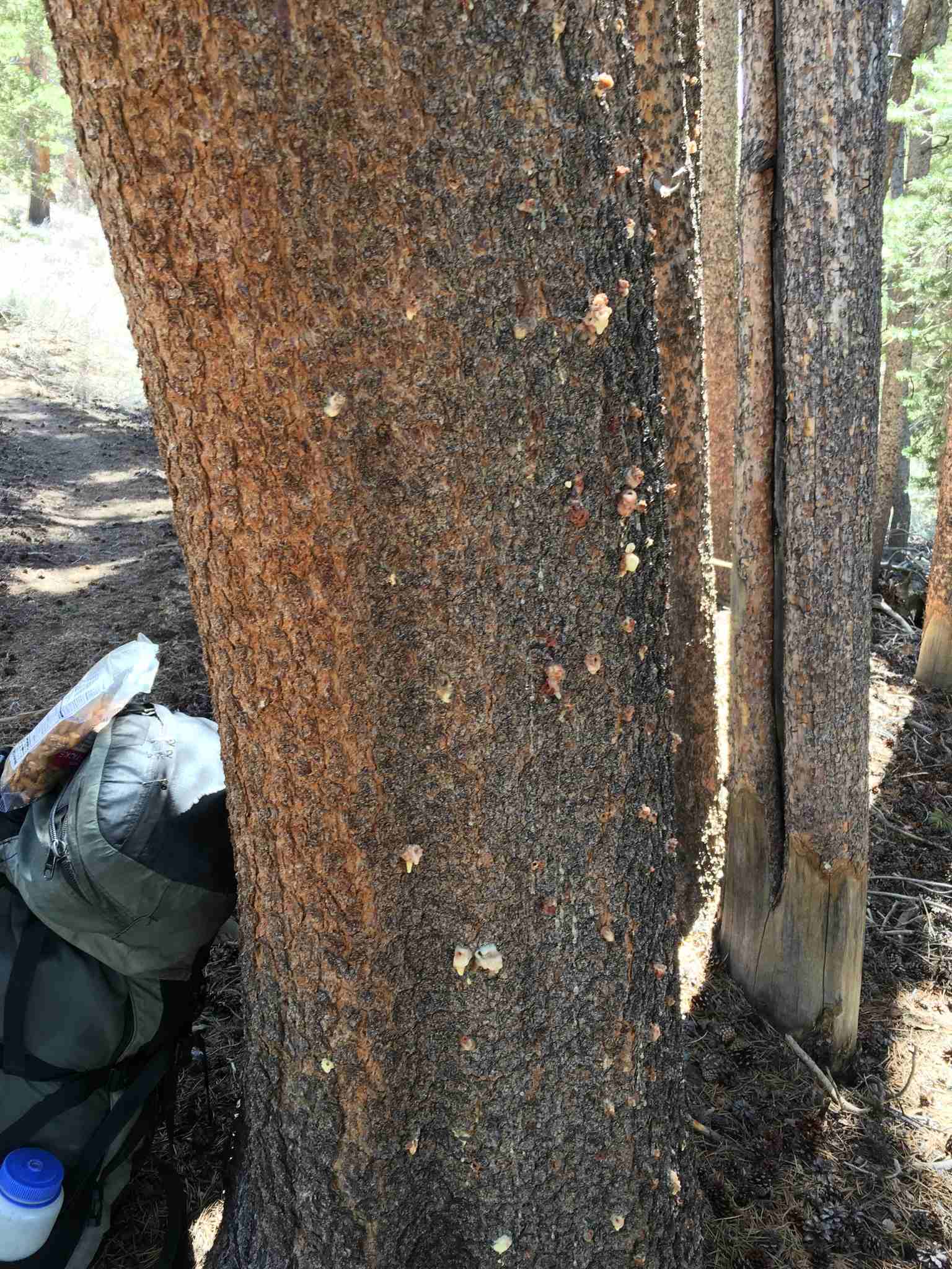 Dendroctonus ponderosae