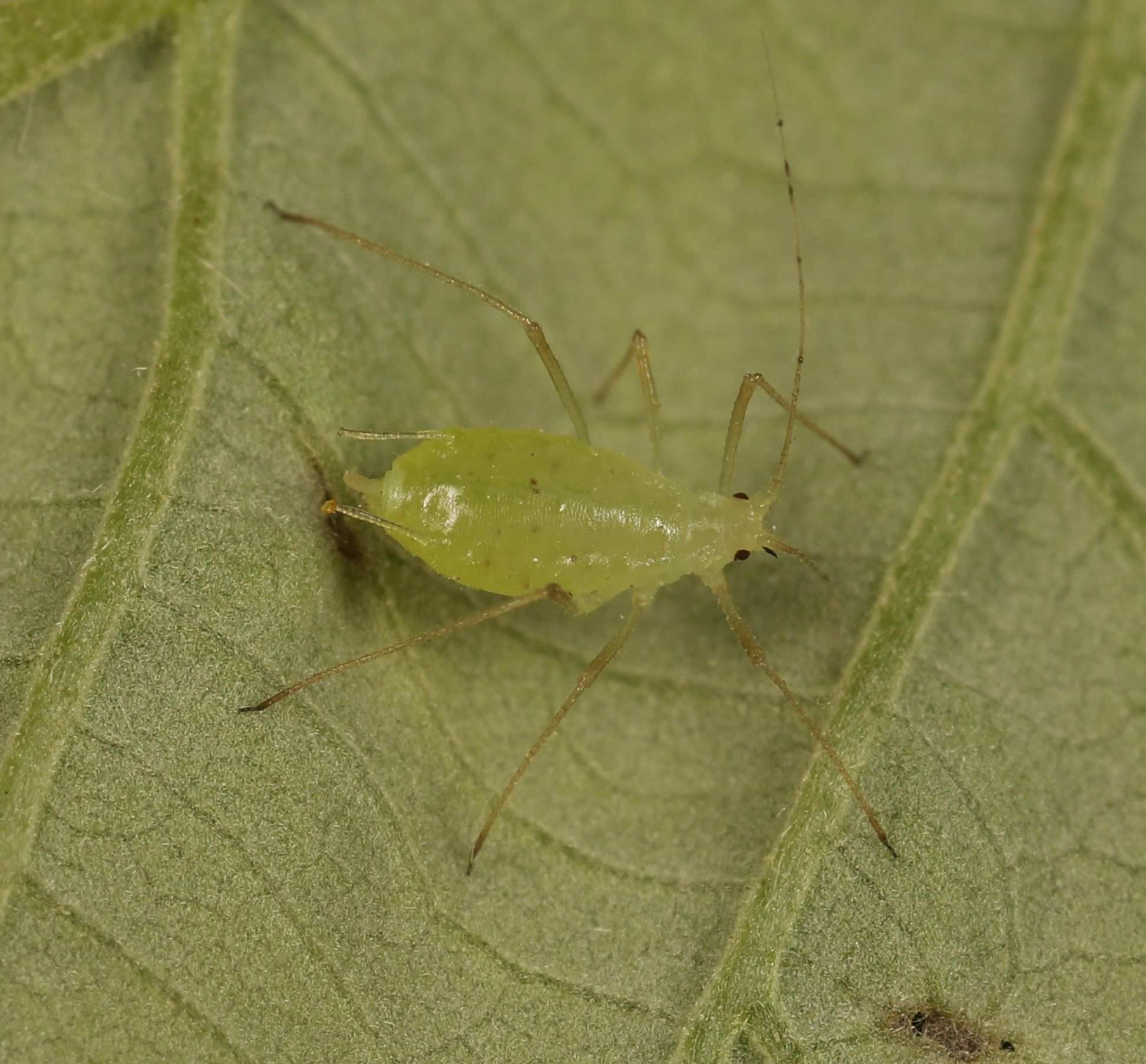 Amphorophora rubi