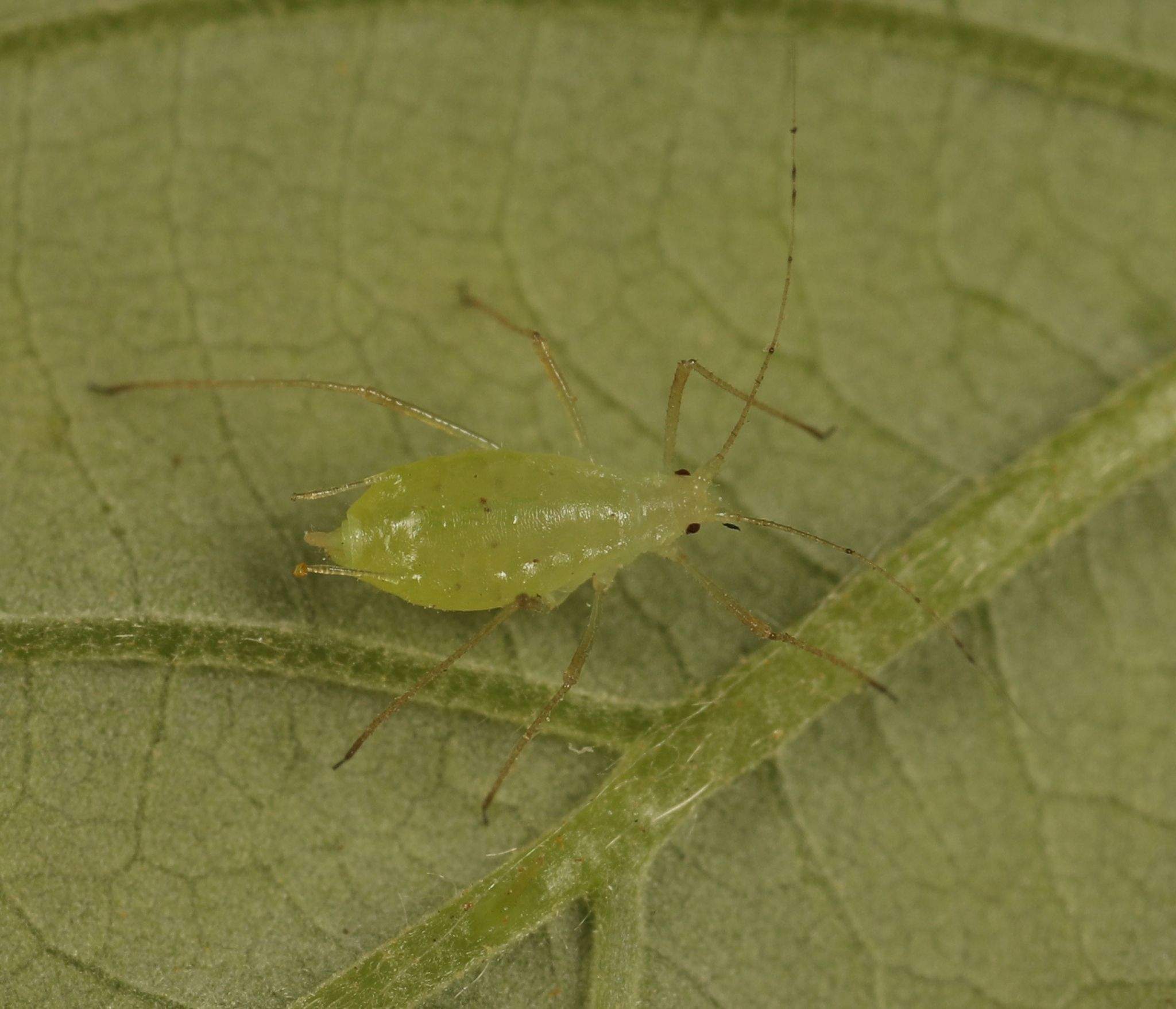 Amphorophora rubi
