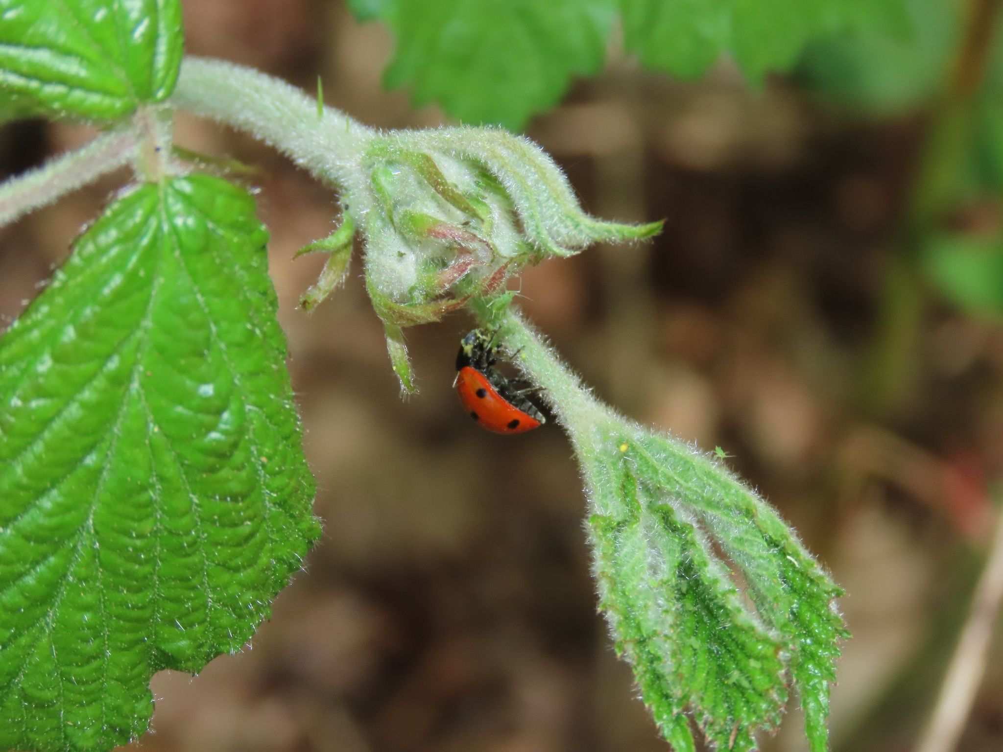Amphorophora rubi