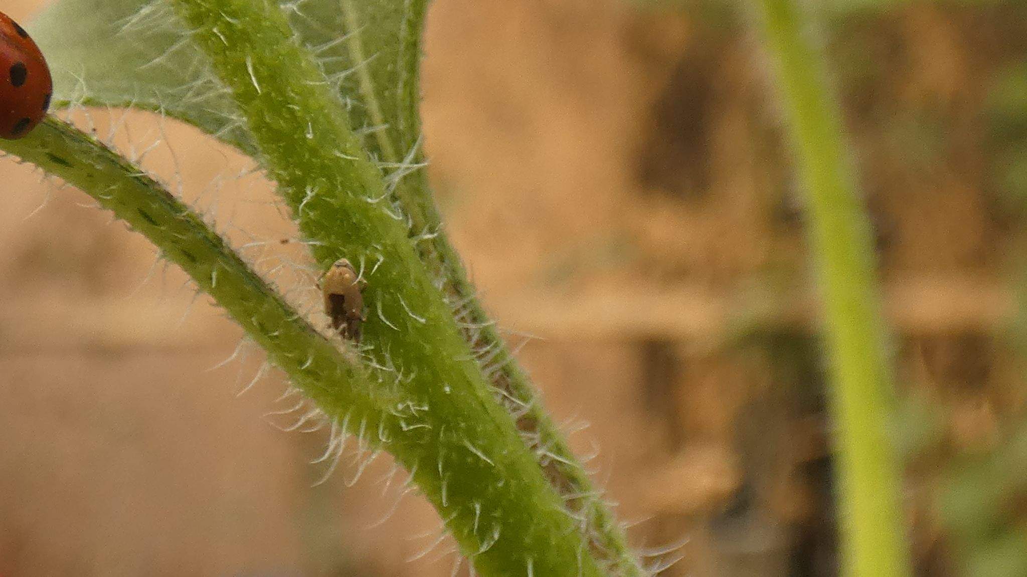 Sibinia arenariae
