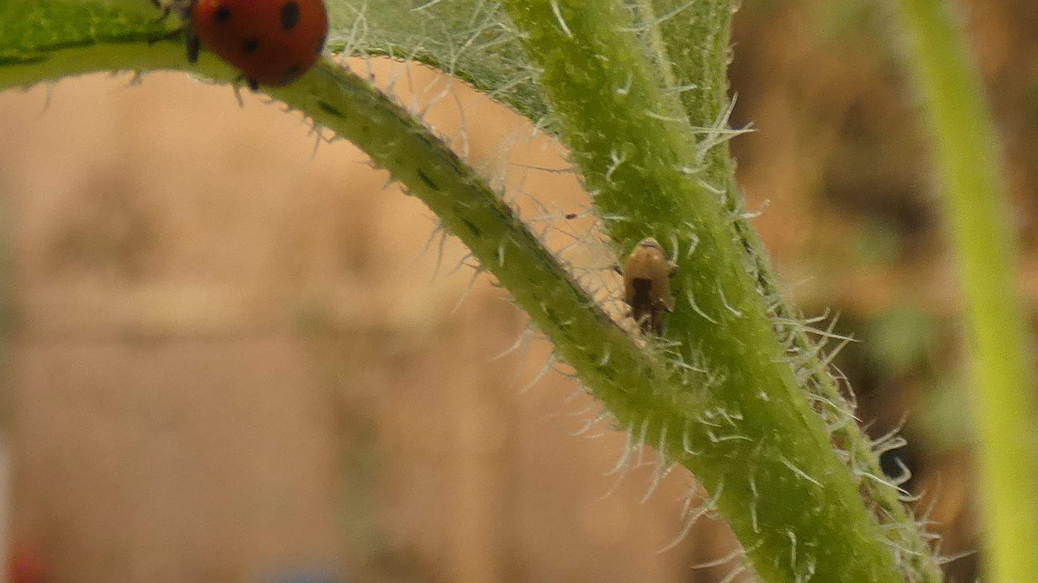 Sibinia arenariae