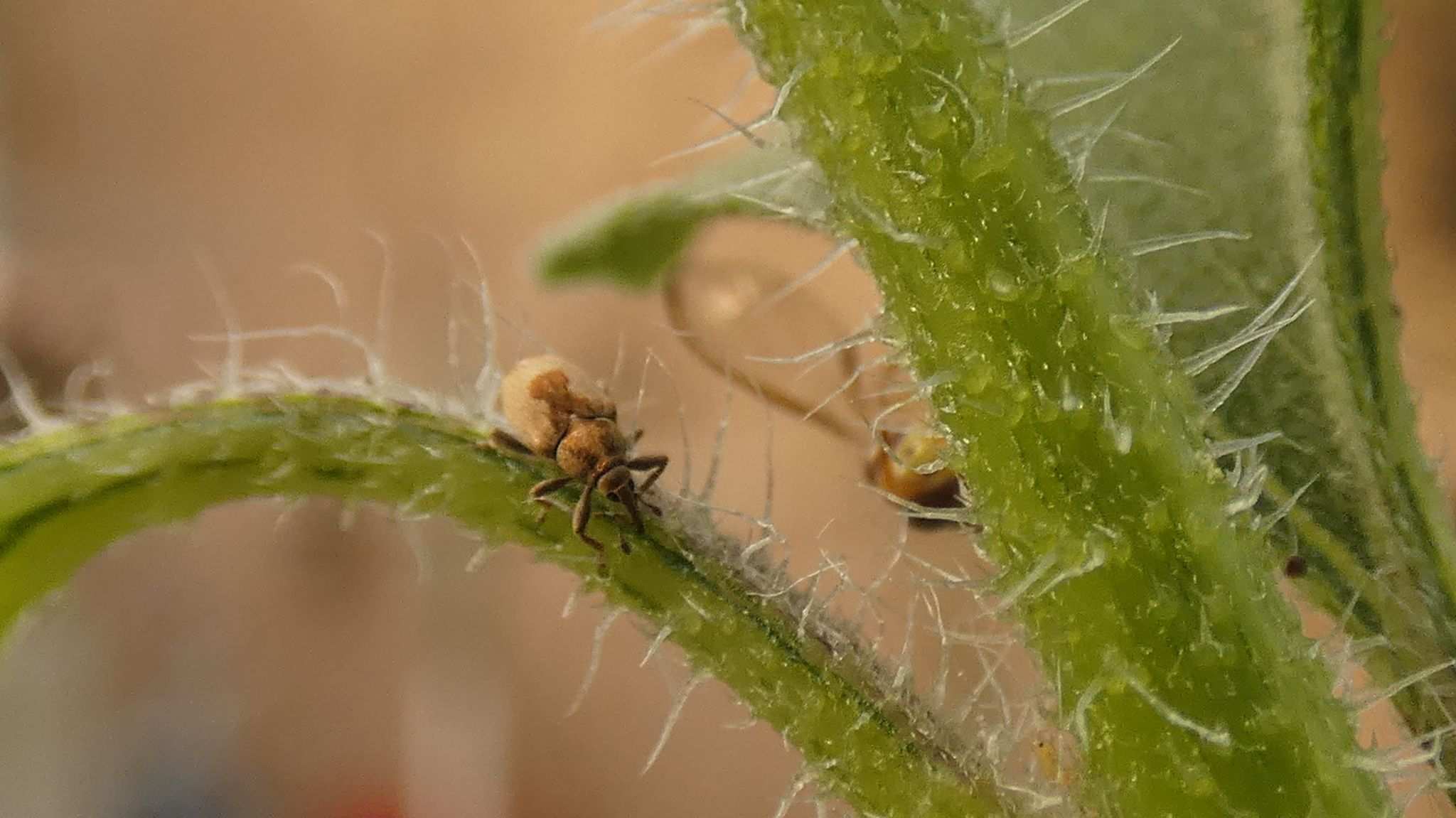 Sibinia arenariae