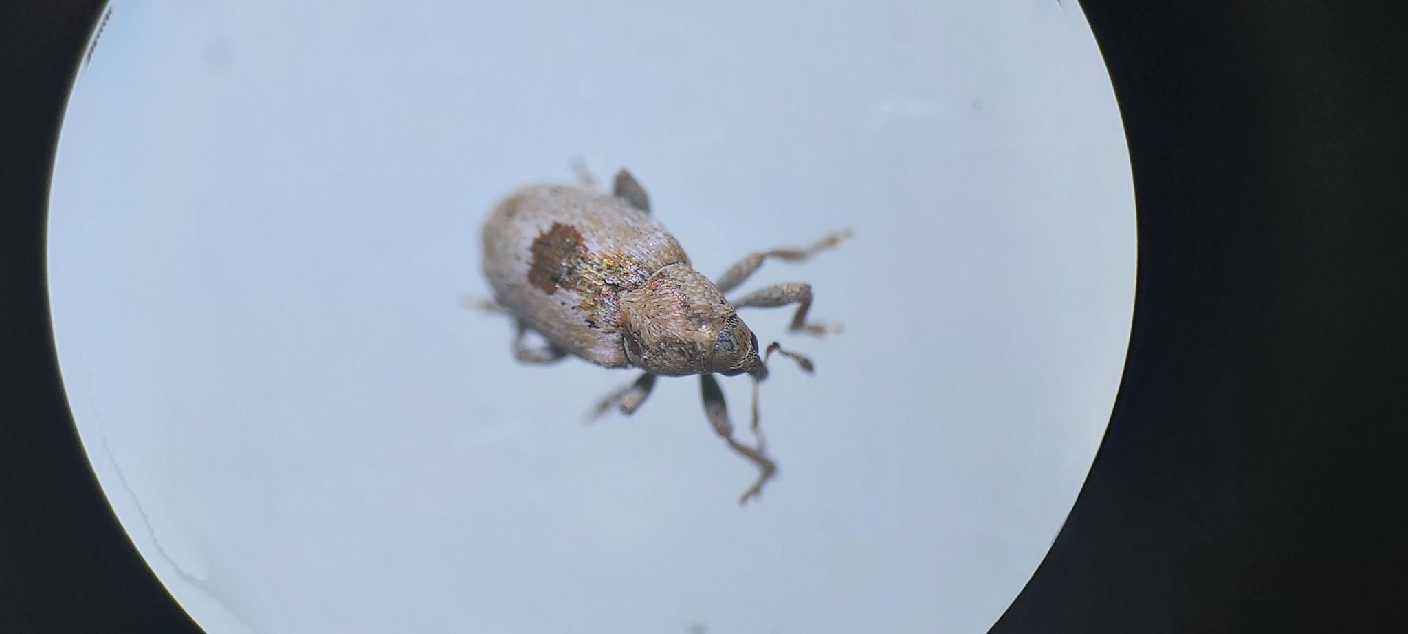 Sibinia arenariae