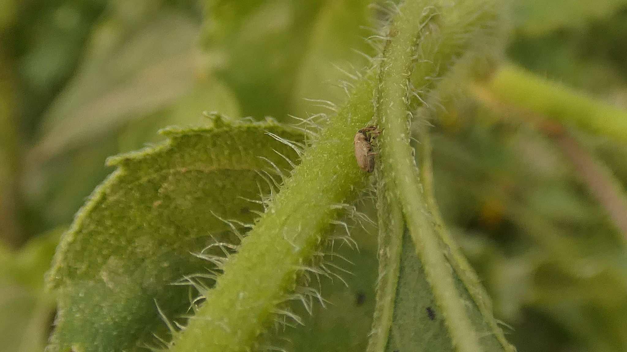 Sibinia arenariae