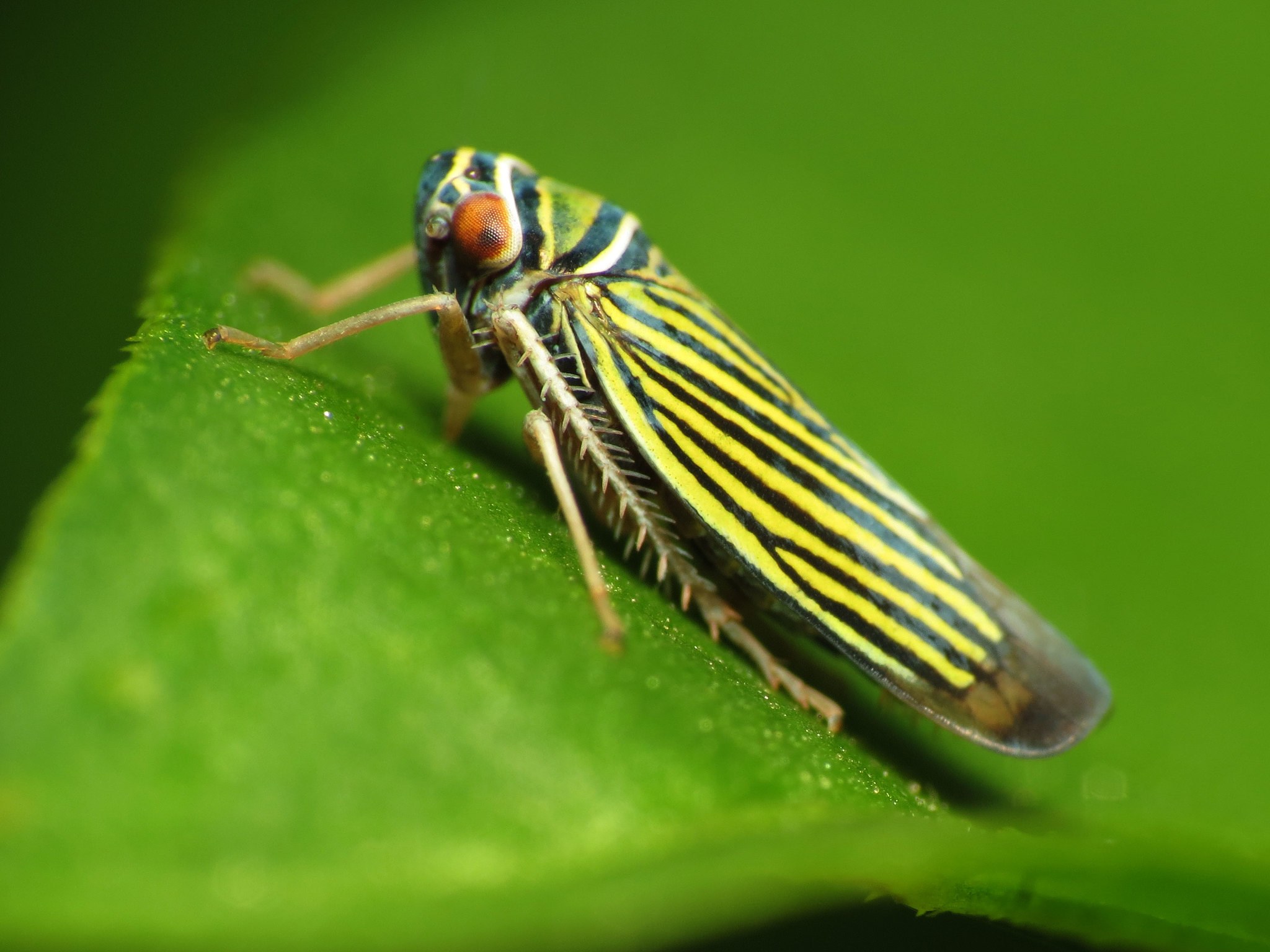 Tylozygus