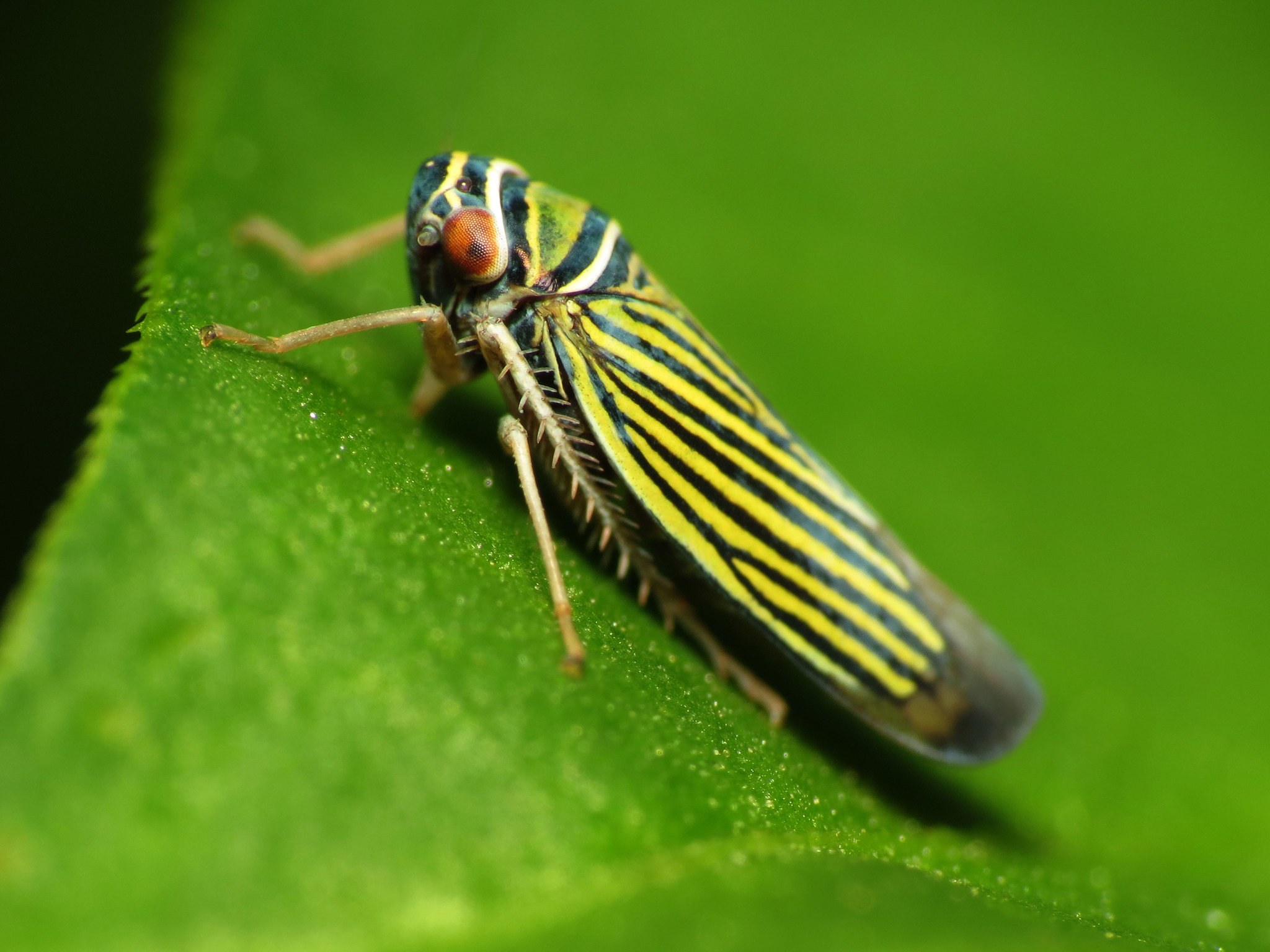 Tylozygus