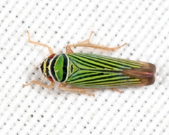 Tylozygus