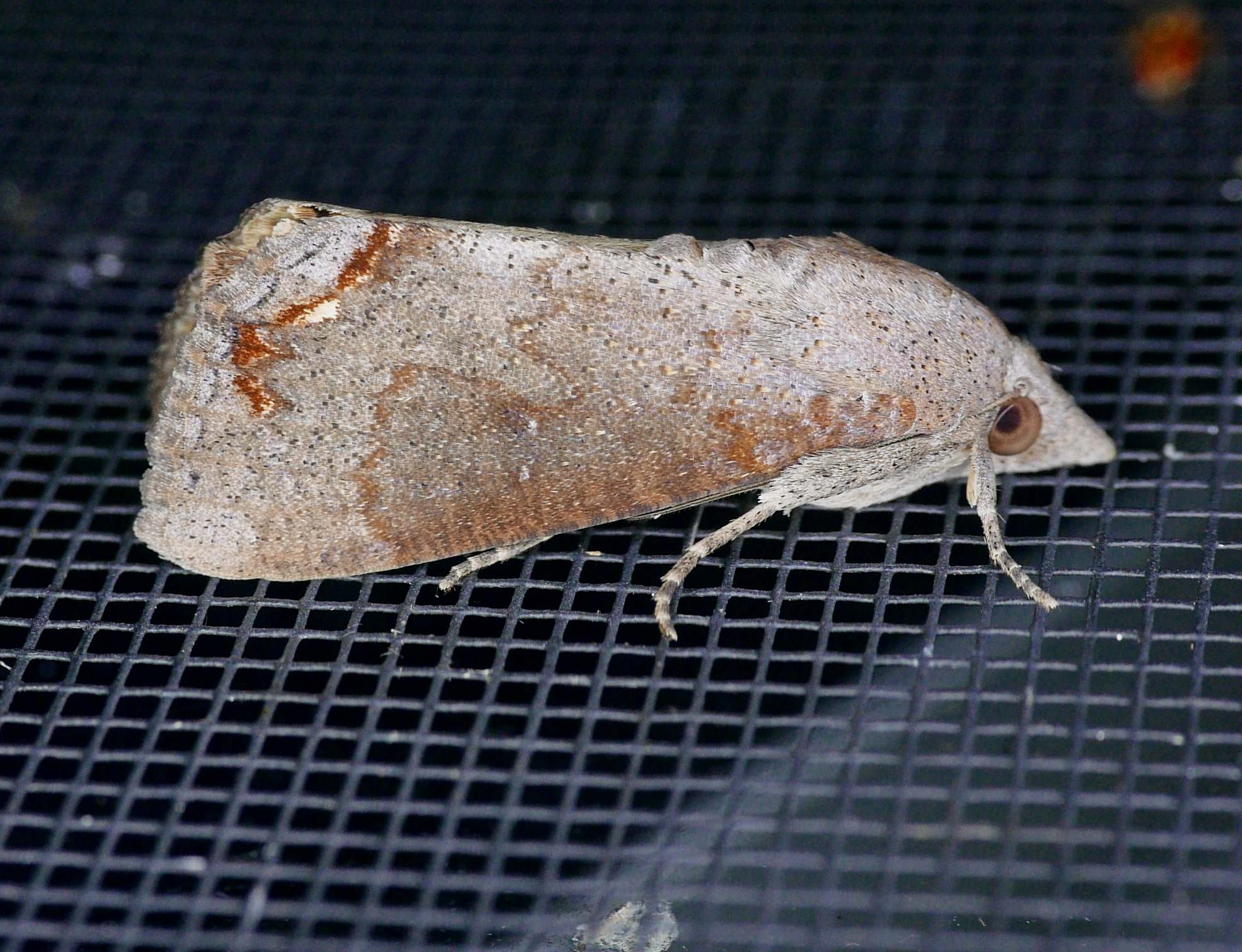 Hypocala