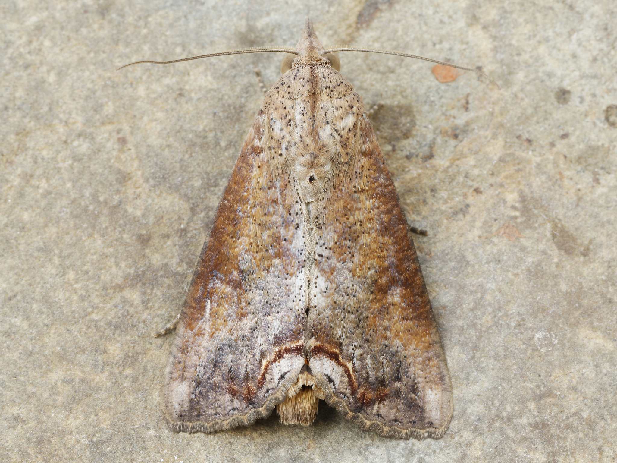 Hypocala