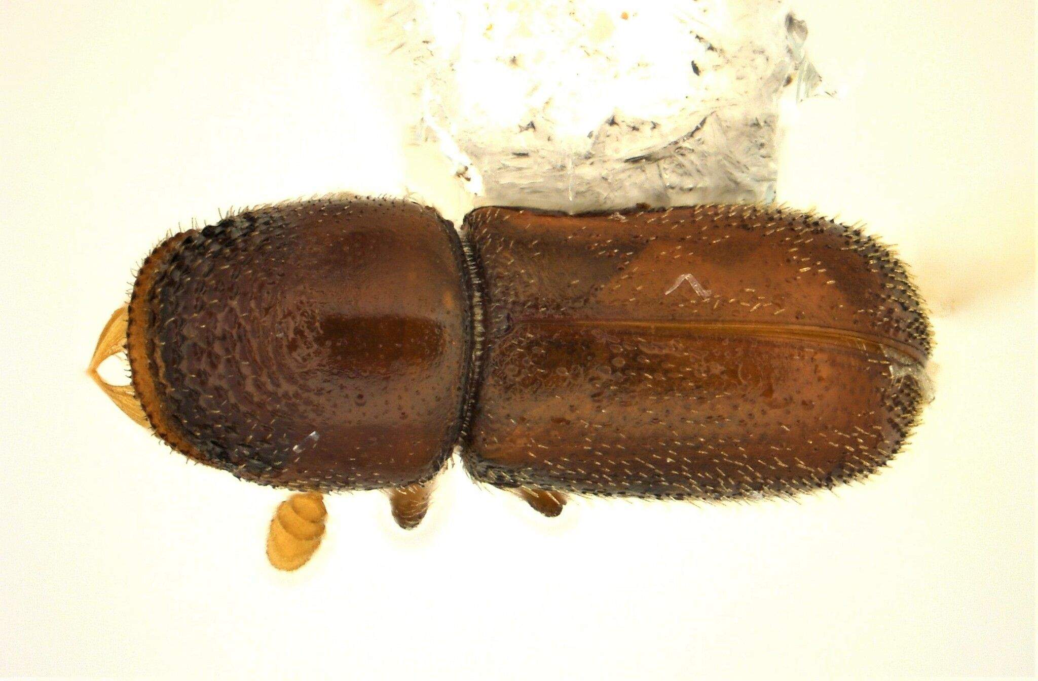 Pseudopityophthorus minutissimus