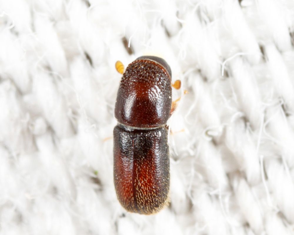 Pseudopityophthorus minutissimus