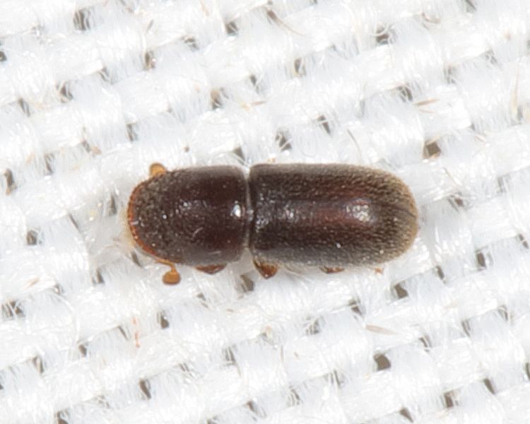 Pseudopityophthorus minutissimus