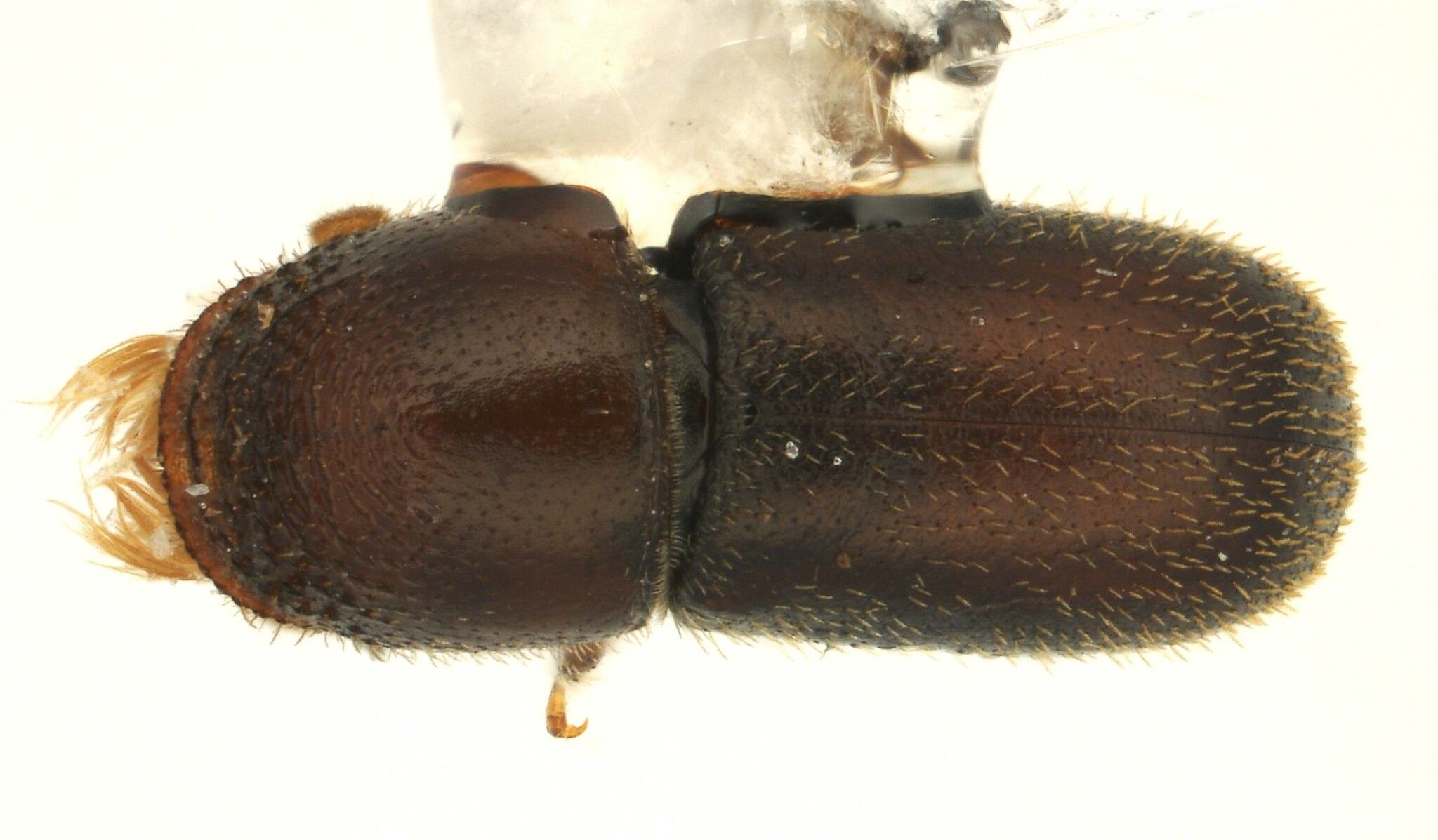 Pseudopityophthorus minutissimus