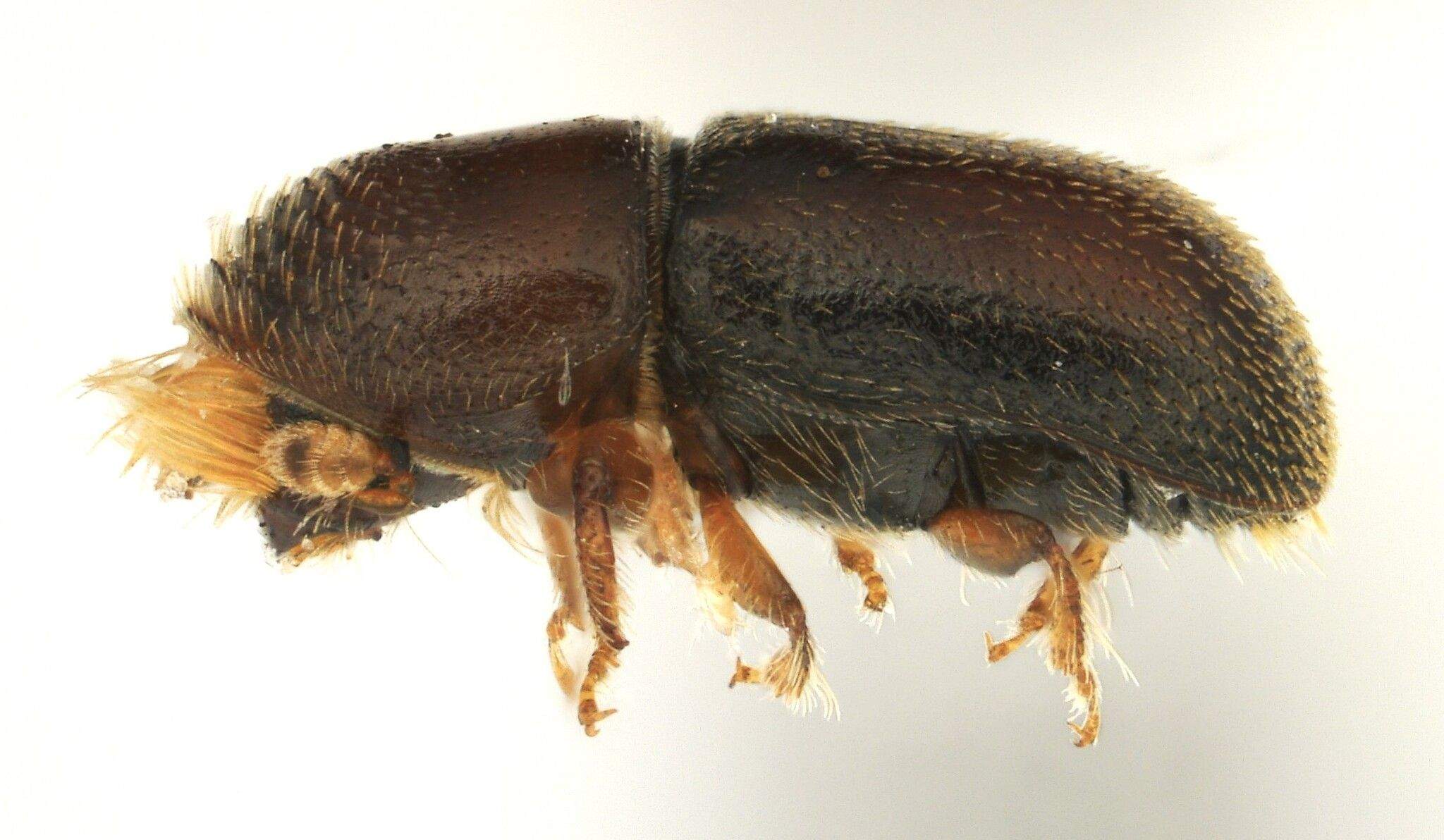 Pseudopityophthorus minutissimus